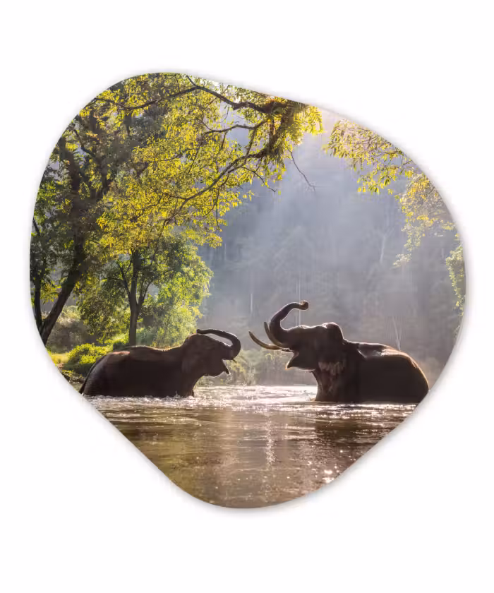 Organische Formen – Aluminium – Olifant - Water - Dieren - Bomen - Zon