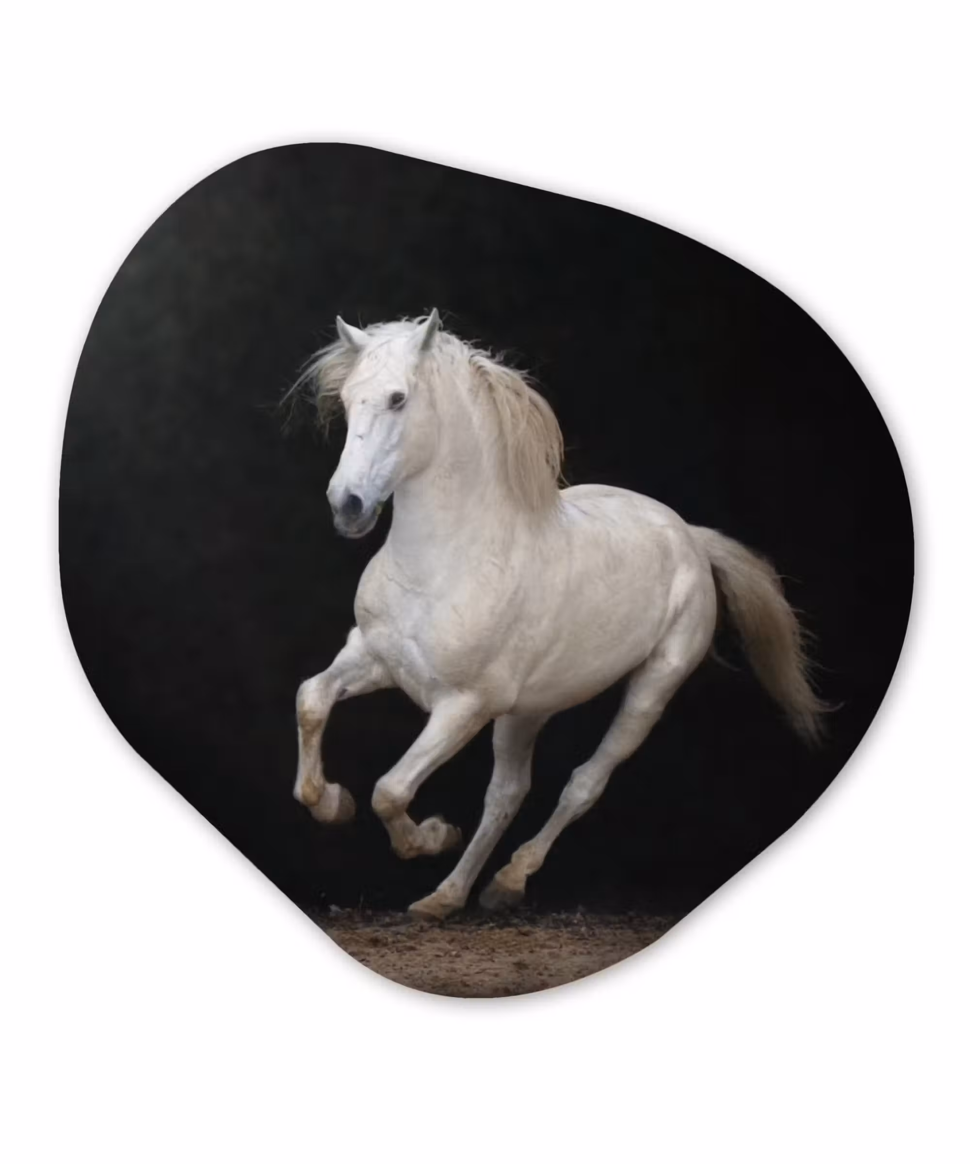 Organische Formen – Aluminium – Paarden - Zwart - Portret