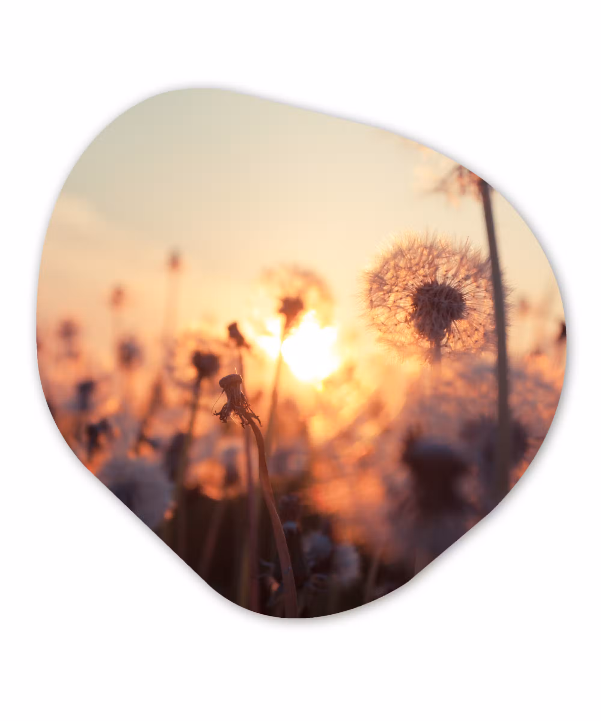 Organische Formen – Aluminium – Paardenbloem - Zonsondergang - Lente