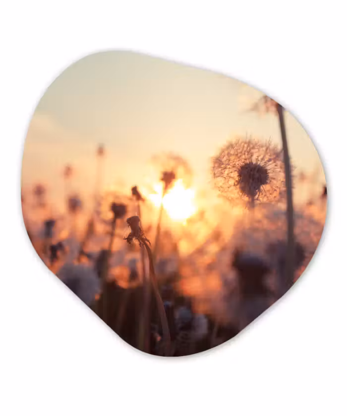 Organische Formen – Aluminium – Paardenbloem - Zonsondergang - Lente