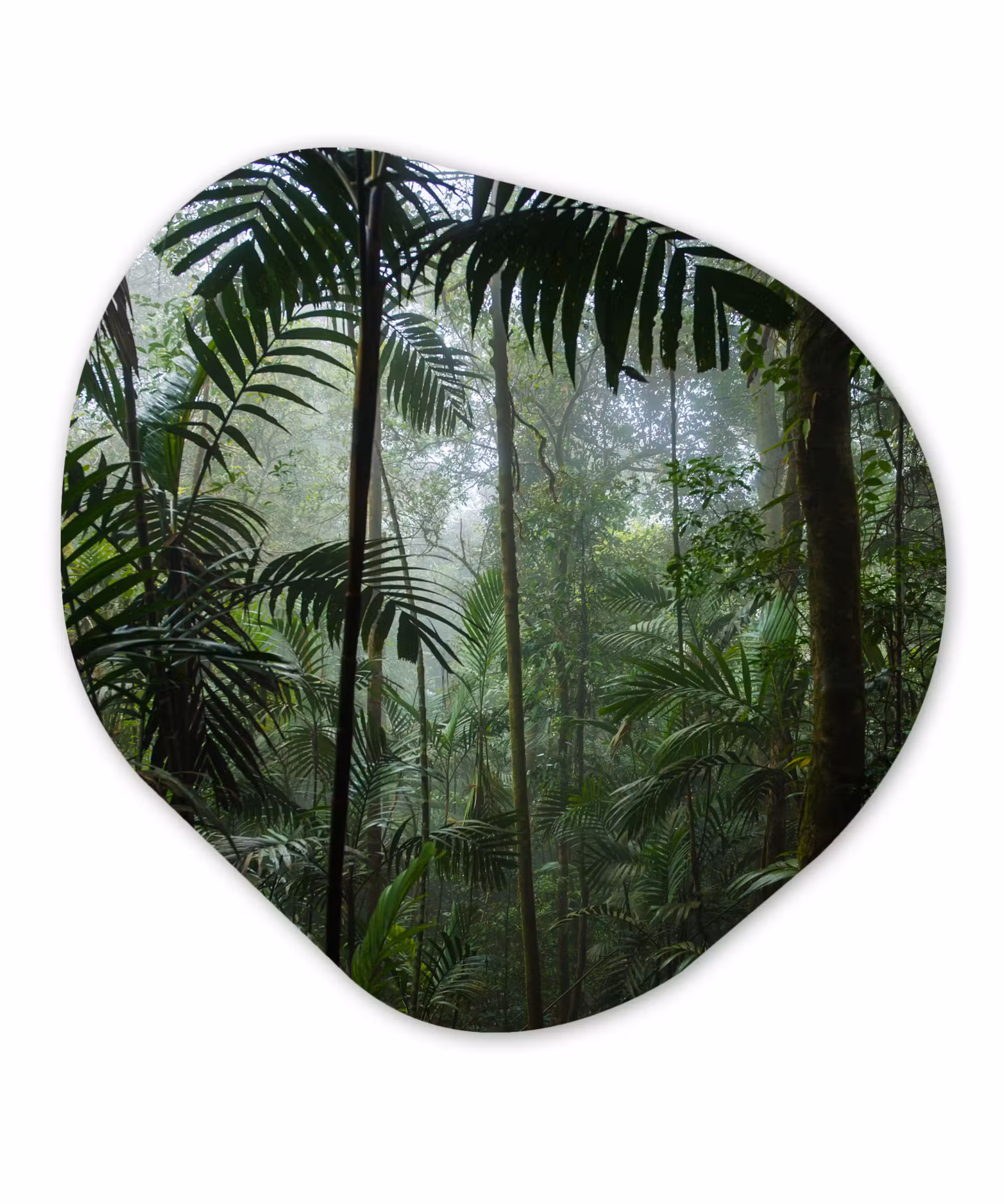 Organische Formen – Aluminium – Regenwoud - Tropisch - Jungle - Bomen - Planten