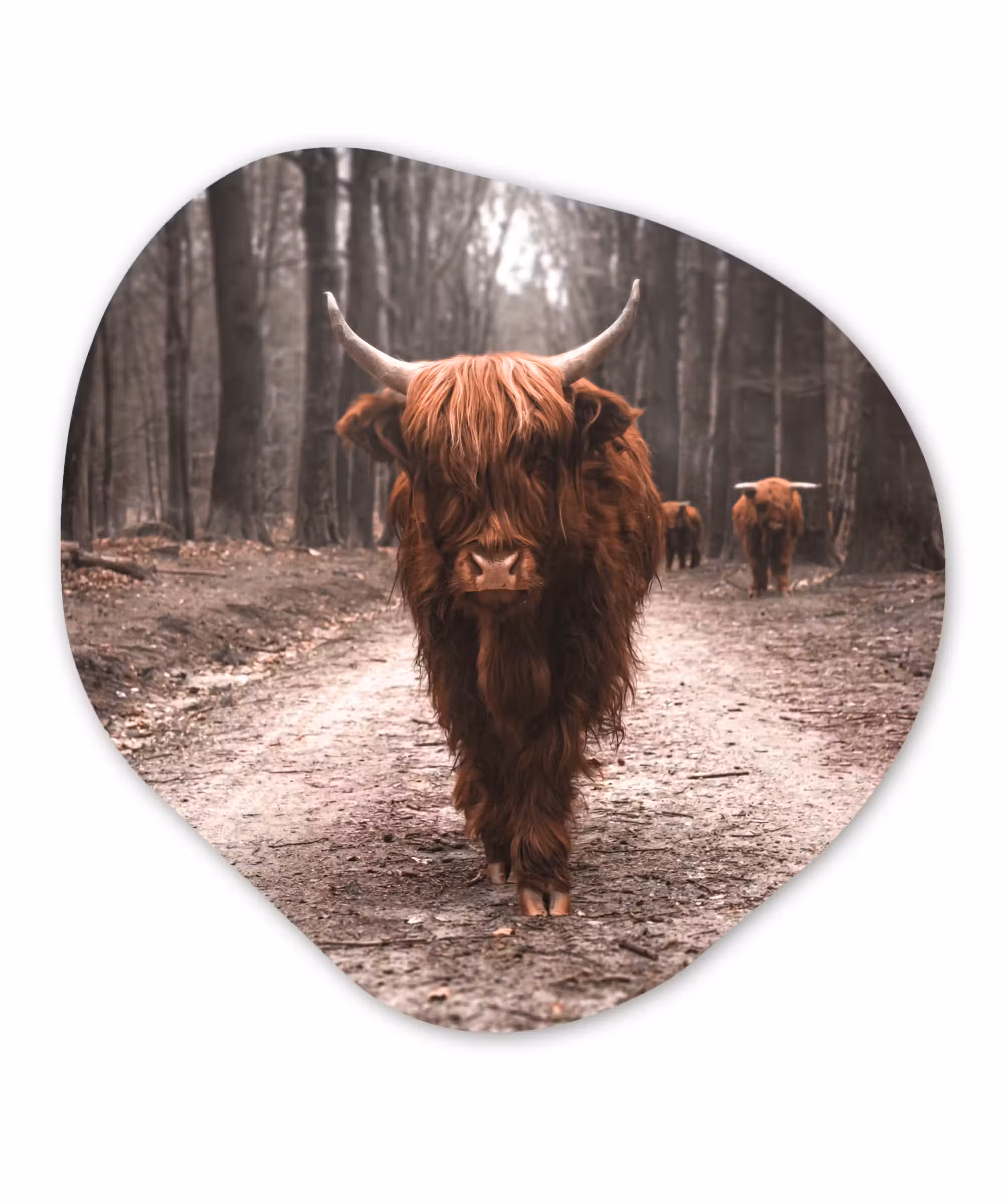 Organische Formen – Aluminium – Schotse hooglander - Bos - Koe - Dieren - Natuur