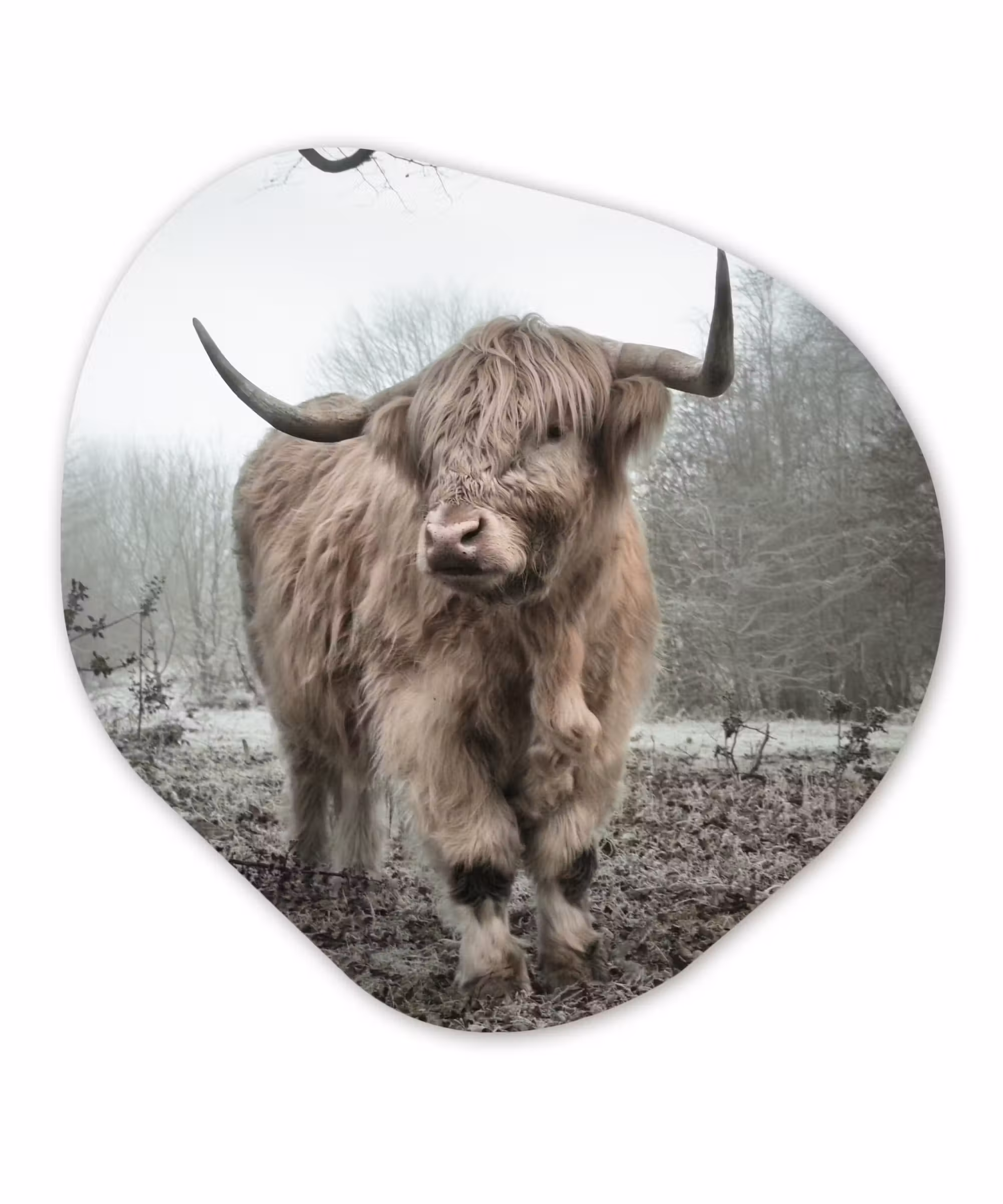 Organische Formen – Aluminium – Schotse Hooglander - Bos - Mist - Koe - Dieren - Natuur
