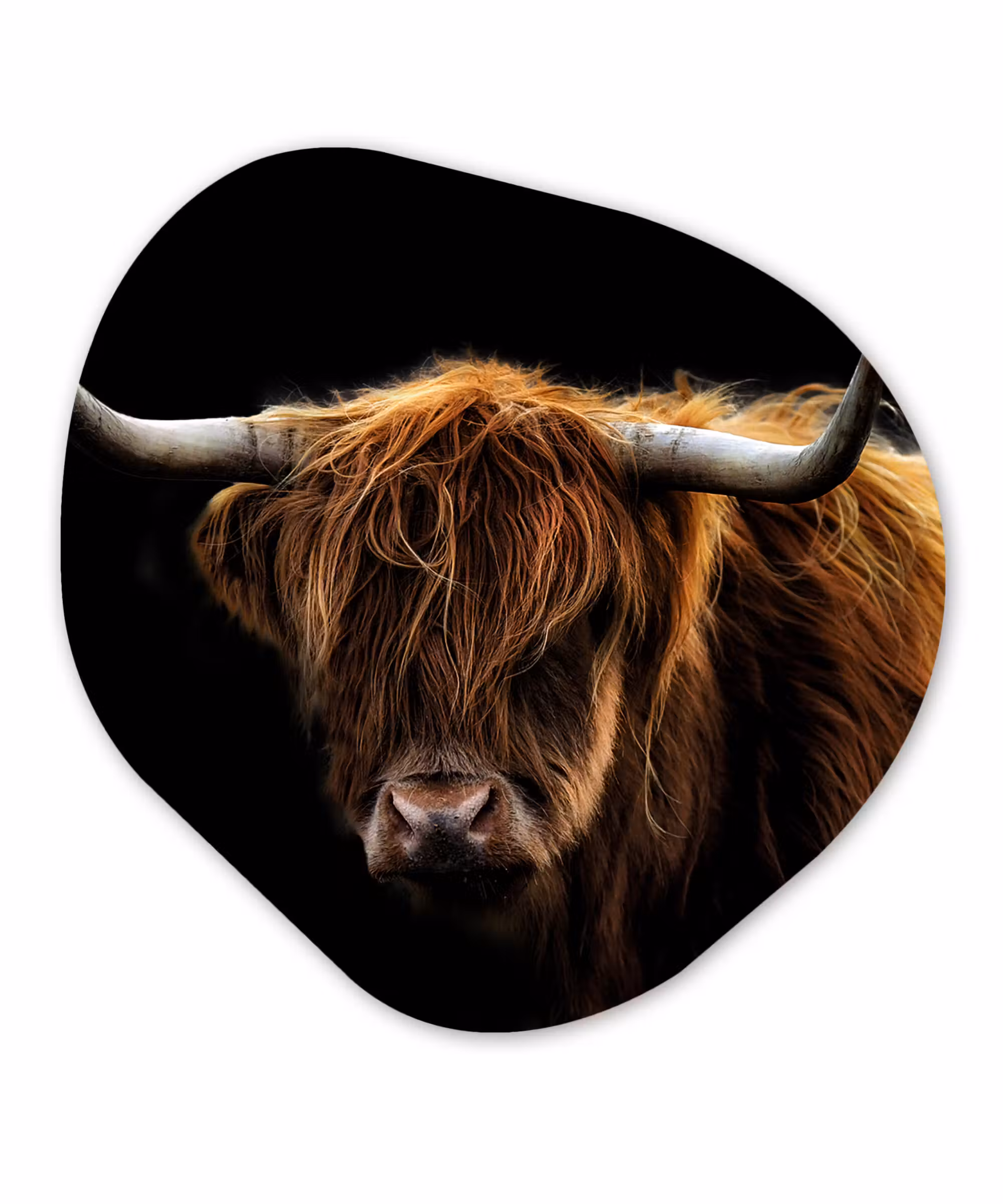 Organische Formen – Aluminium – Schotse Hooglander - Horens - Zwart - Dieren - Natuur - Wild - Koe