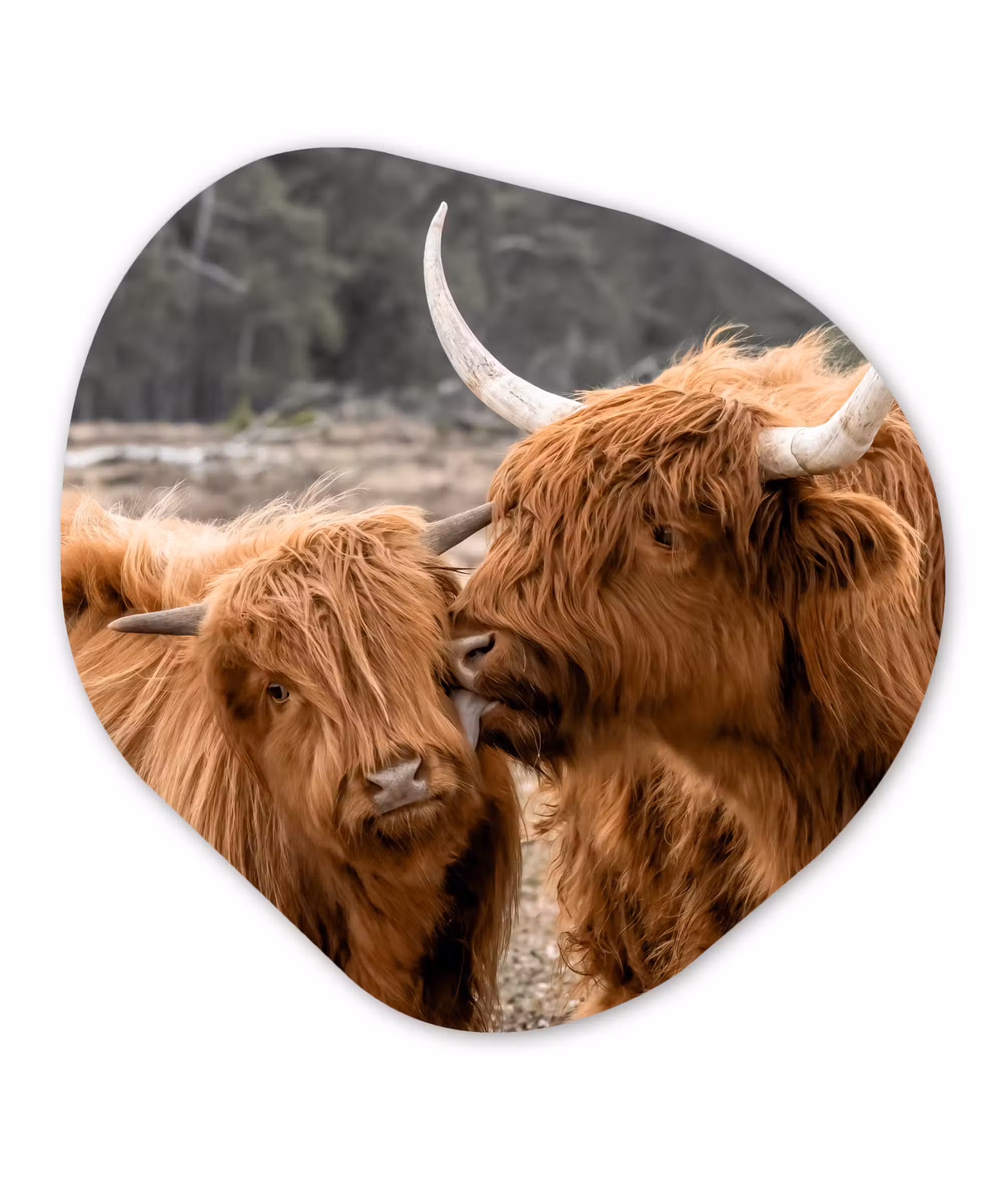 Organische Formen – Aluminium – Schotse hooglander - Koe - Dieren