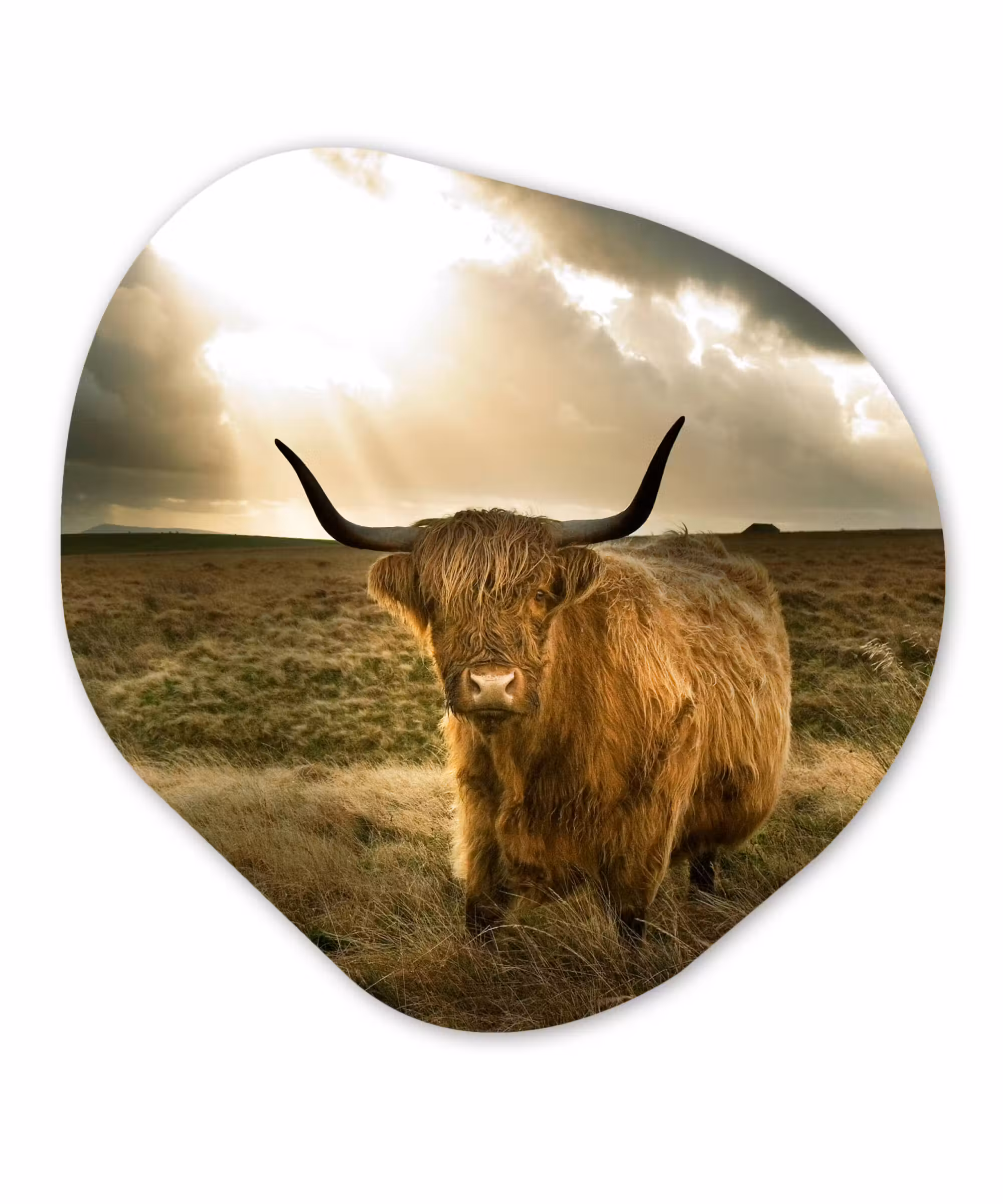 Organische Formen – Aluminium – Schotse Hooglander - Zon - Dieren
