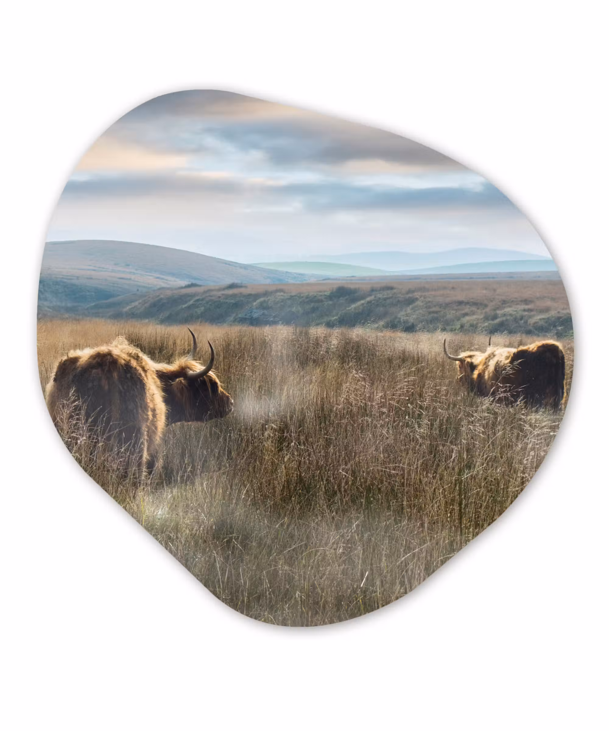 Organische Formen – Aluminium – Schotse Hooglanders - Mist - Gras