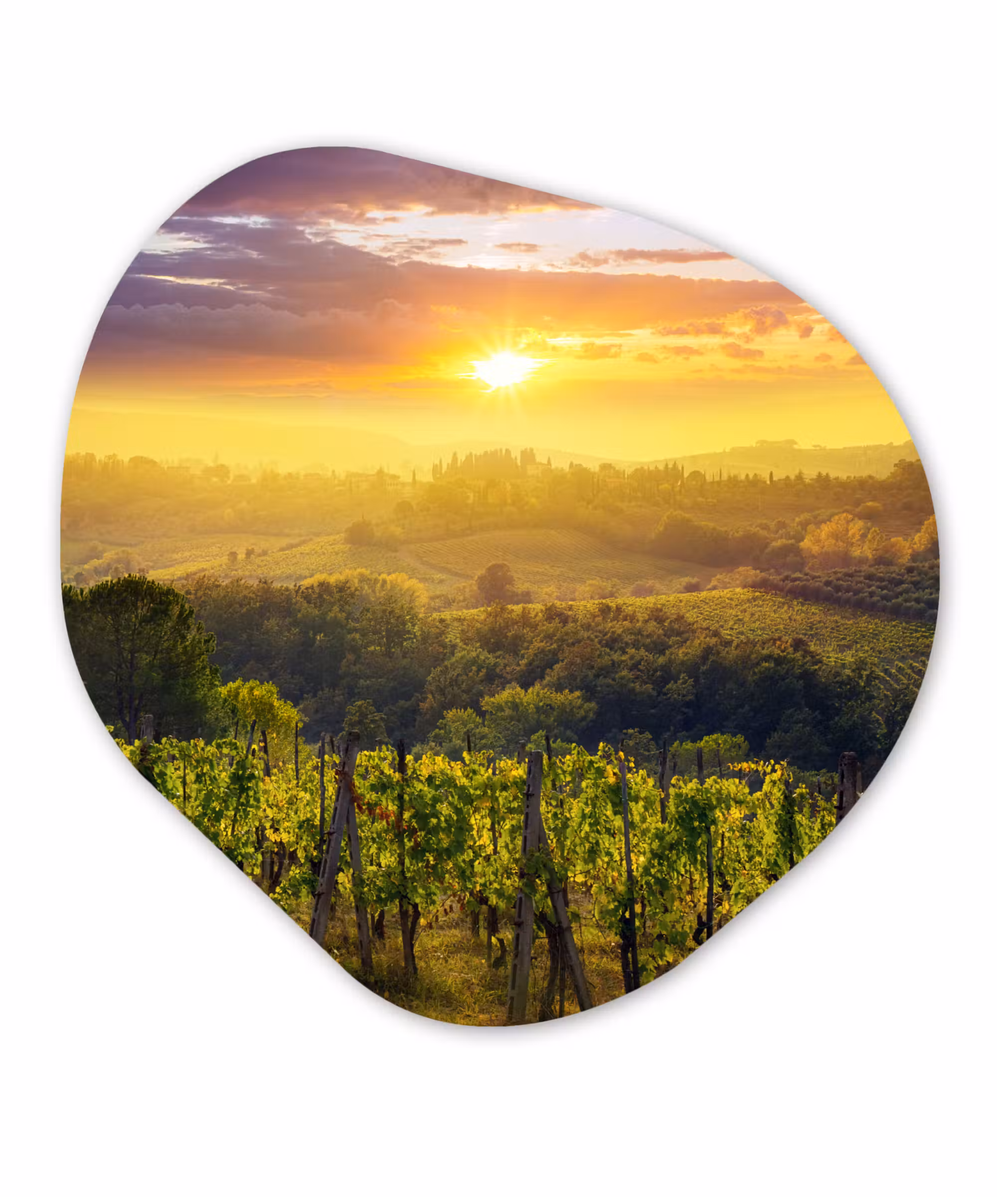 Organische Formen – Aluminium – Toscane - Italië - Druivenbomen