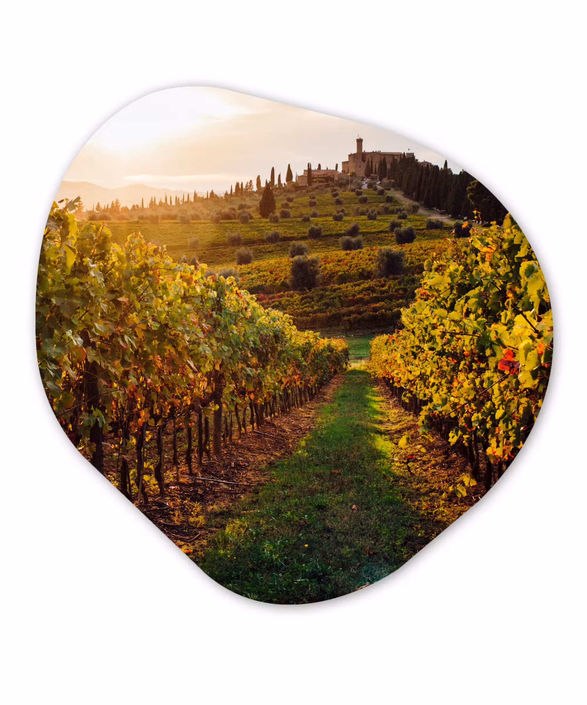 Organische Formen – Aluminium – Toscane - Landschap - Wijngaarden