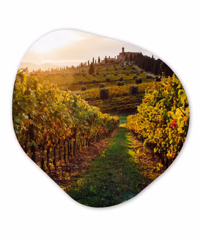 Organische Formen – Aluminium – Toscane - Landschap - Wijngaarden