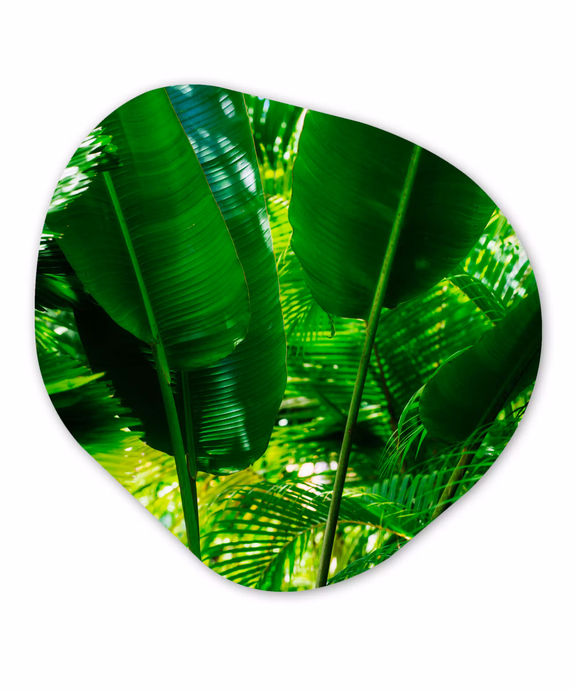 Organische Formen – Aluminium – Tropische bladeren in jungle fotoprint