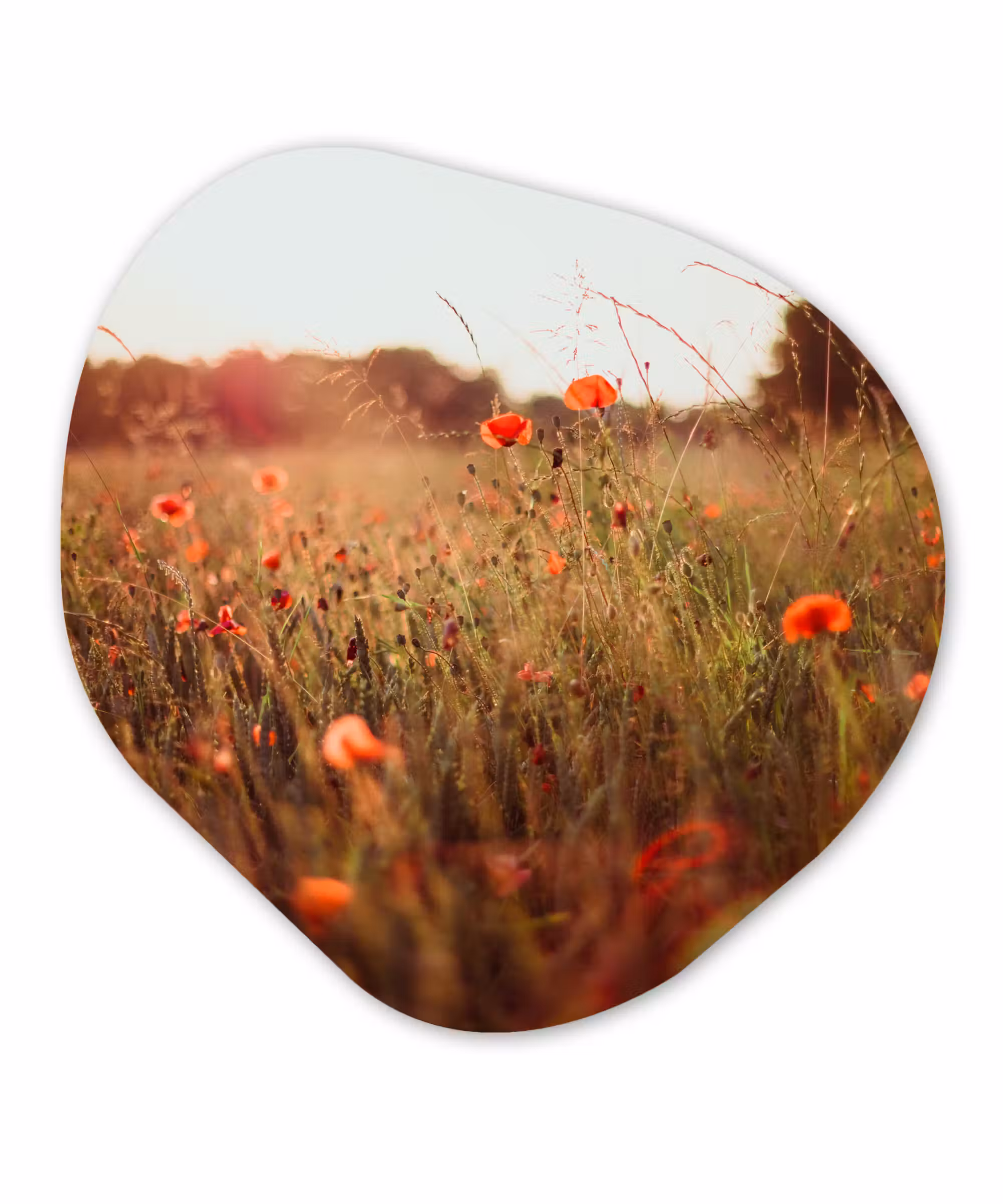 Organische Formen – Aluminium – Zonsondergang - Bloemen - Rood