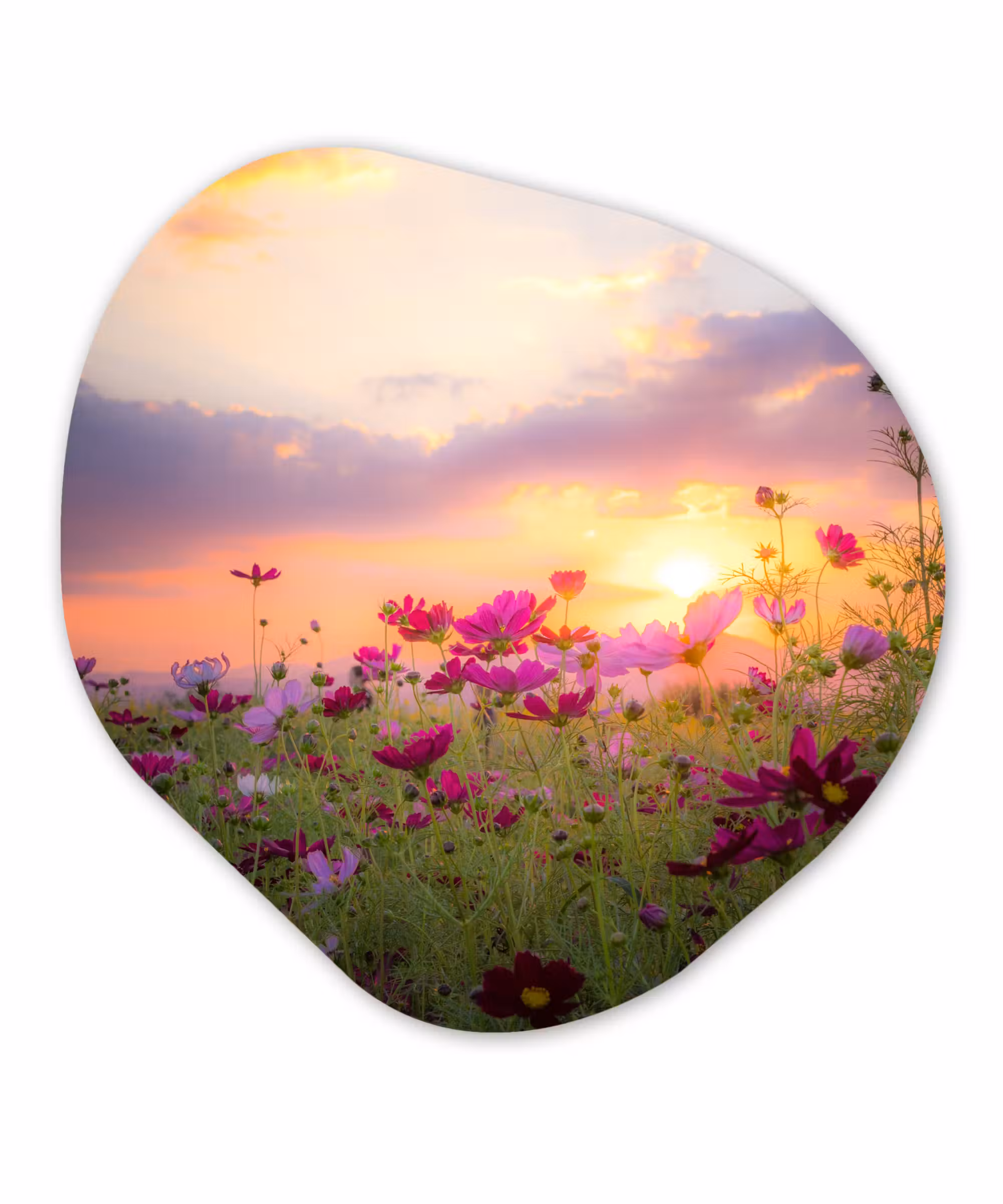 Organische Formen – Aluminium – Zonsondergang - Bloemen - Roze - Natuur - Groen
