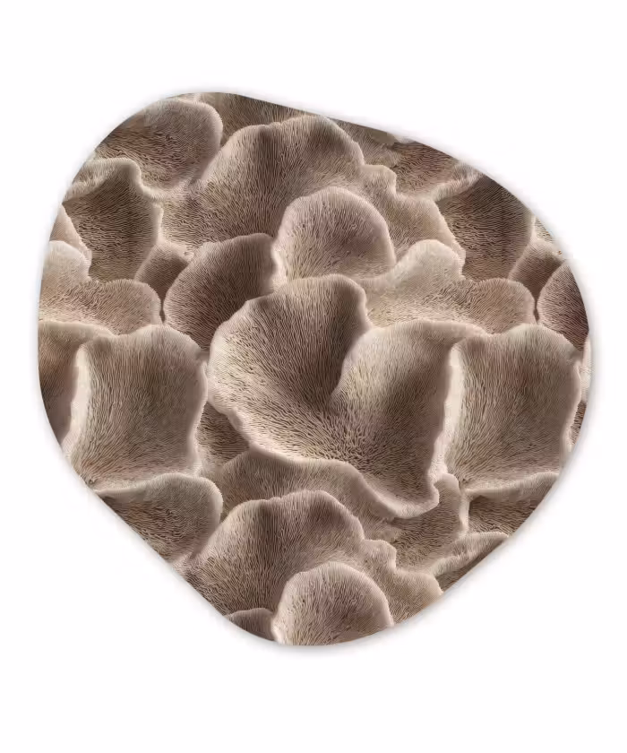 Organische schilderij - Aluminium - Waaiervorm - Beige - Vezel textuur