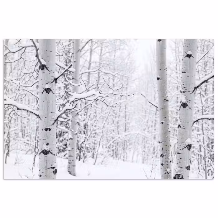 Poster - Berkenbomen - Sneeuw - Winter - Bos - Wit