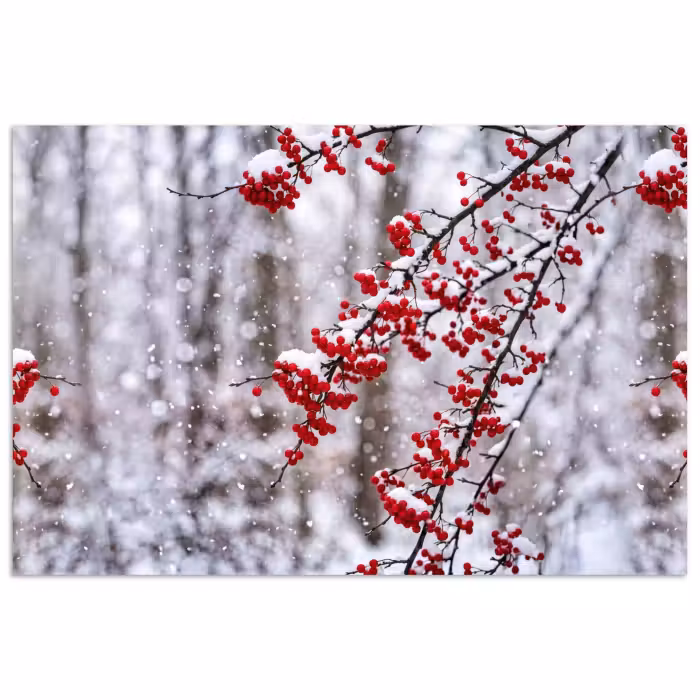 Poster - Bessen - Takken - Sneeuw - Winter - Kleurrijk