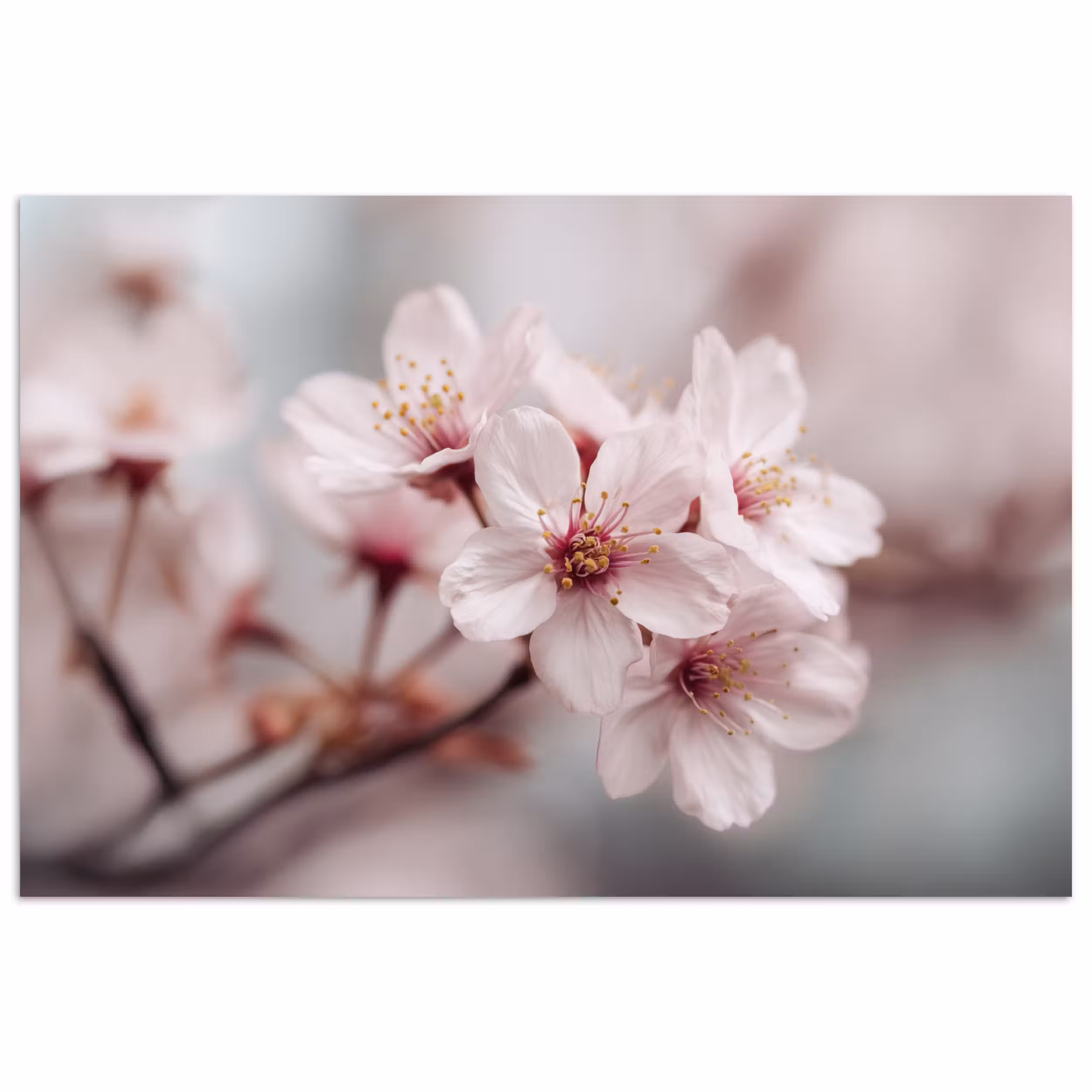 Poster – Bloesems - Meeldraden - Geel - Wazig