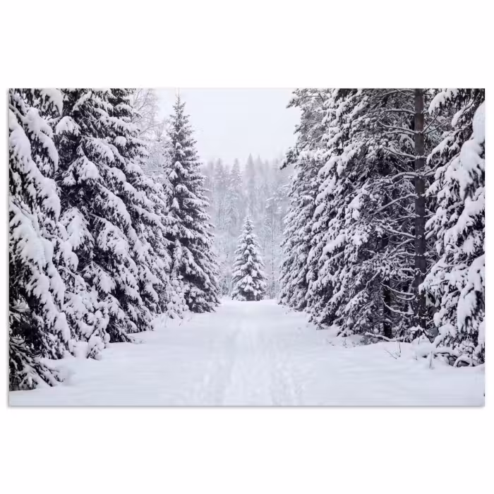 Poster - Bos - Winter - Sneeuw - Pad - Natuur