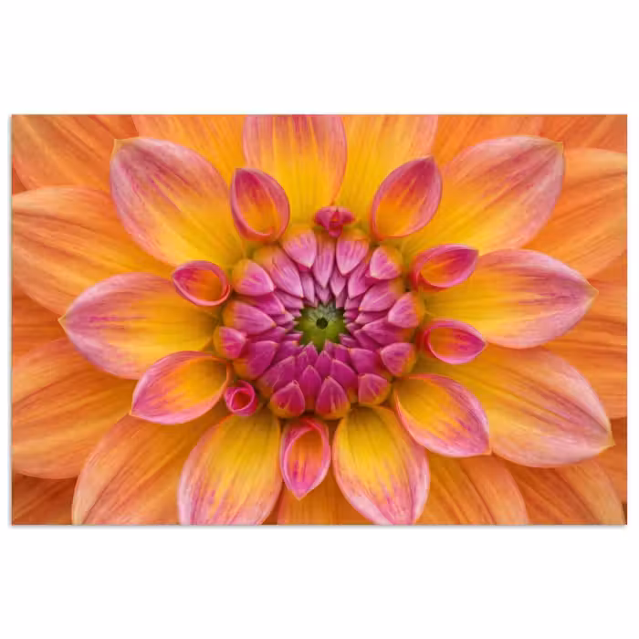 Poster - Dahlia - Bloem - Oranje