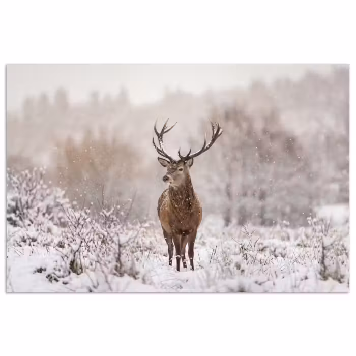 Poster - Edelhert - Bos - Sneeuw - Winter - Majestueus