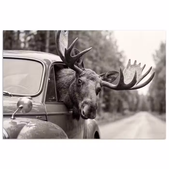 Poster - Eland - Auto - Gewei - Zwart - Wit
