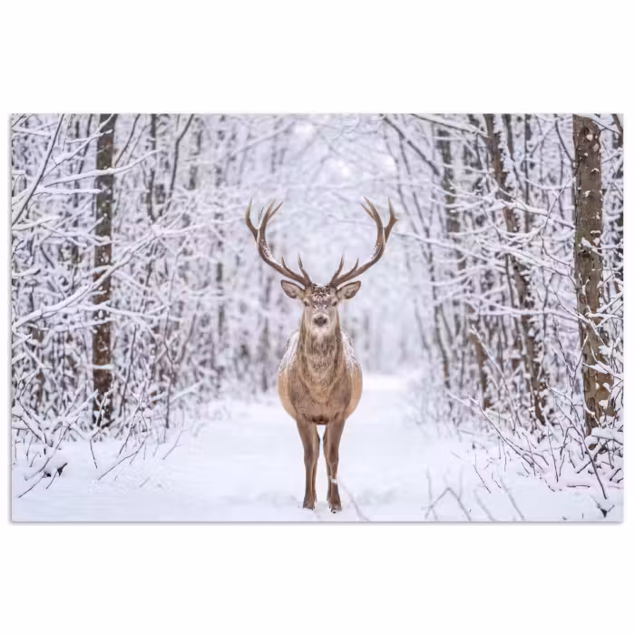 Poster - Hert - Winter - Bos - Natuur - Wit