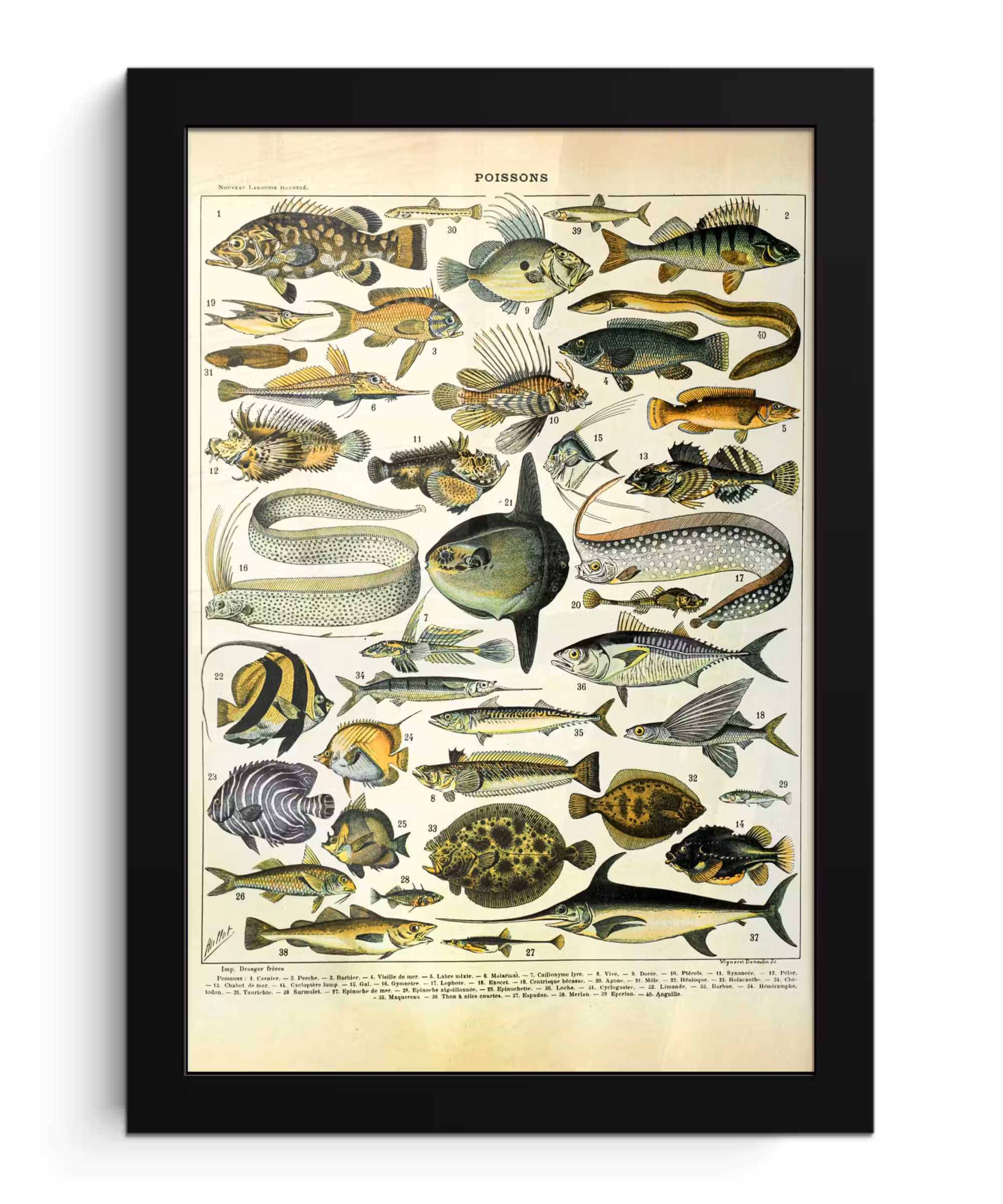 Poster met lijst - Adolphe Millot - Kunst - Vintage - Vissen - Dieren