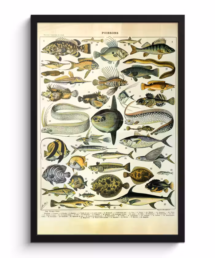 Poster met lijst - Adolphe Millot - Kunst - Vintage - Vissen - Dieren