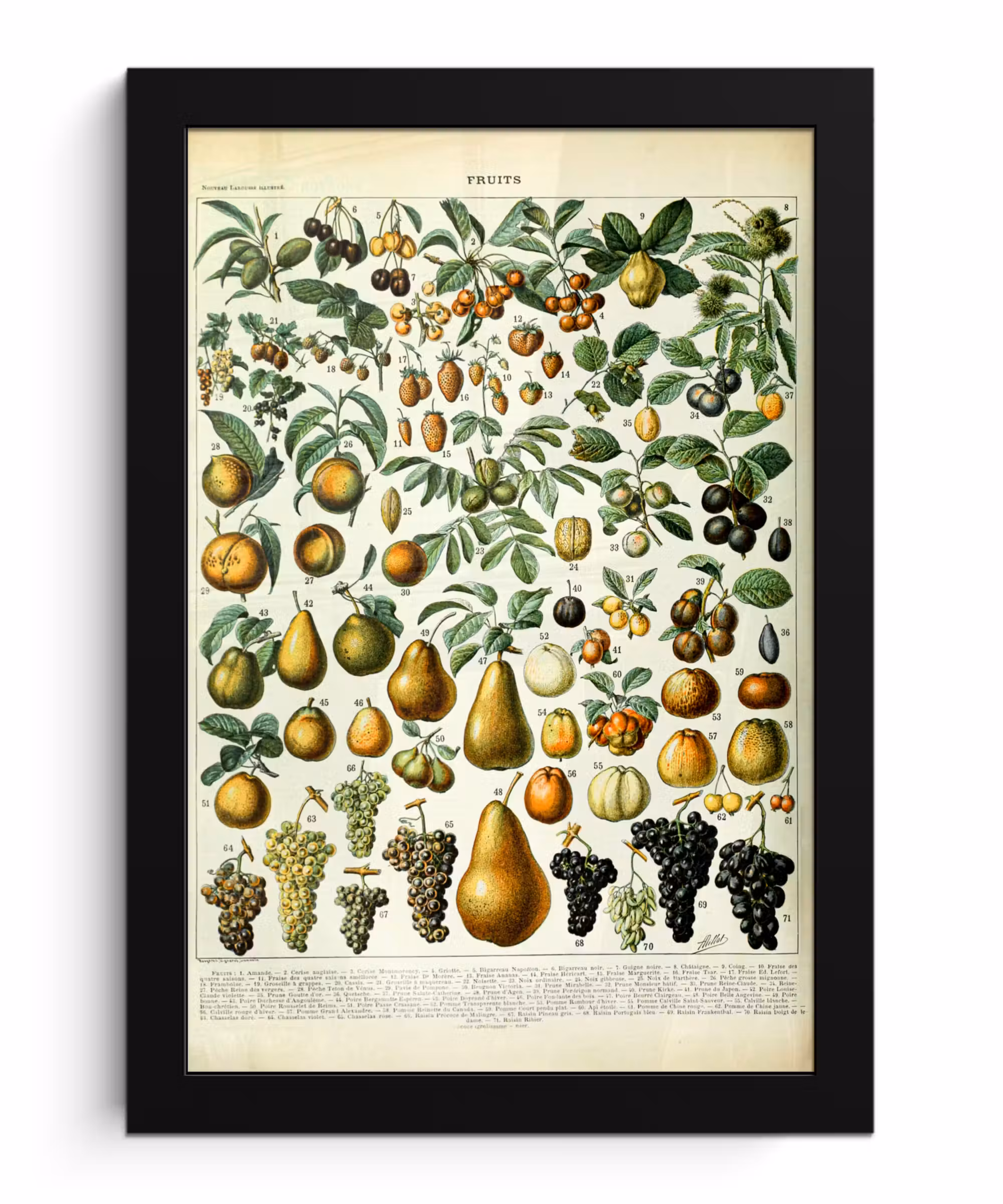 Poster met lijst - Adolphe Millot - Vintage - Fruit - Peer - Druiven