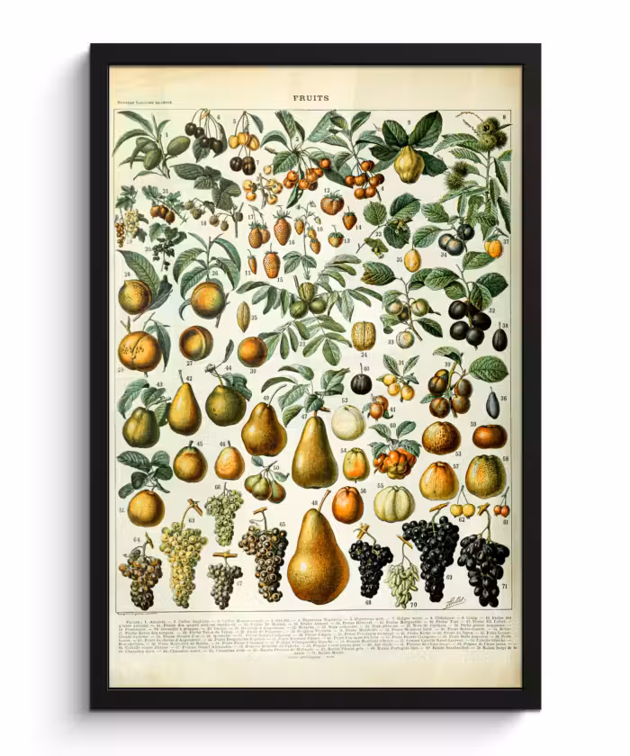 Poster met lijst - Adolphe Millot - Vintage - Fruit - Peer - Druiven