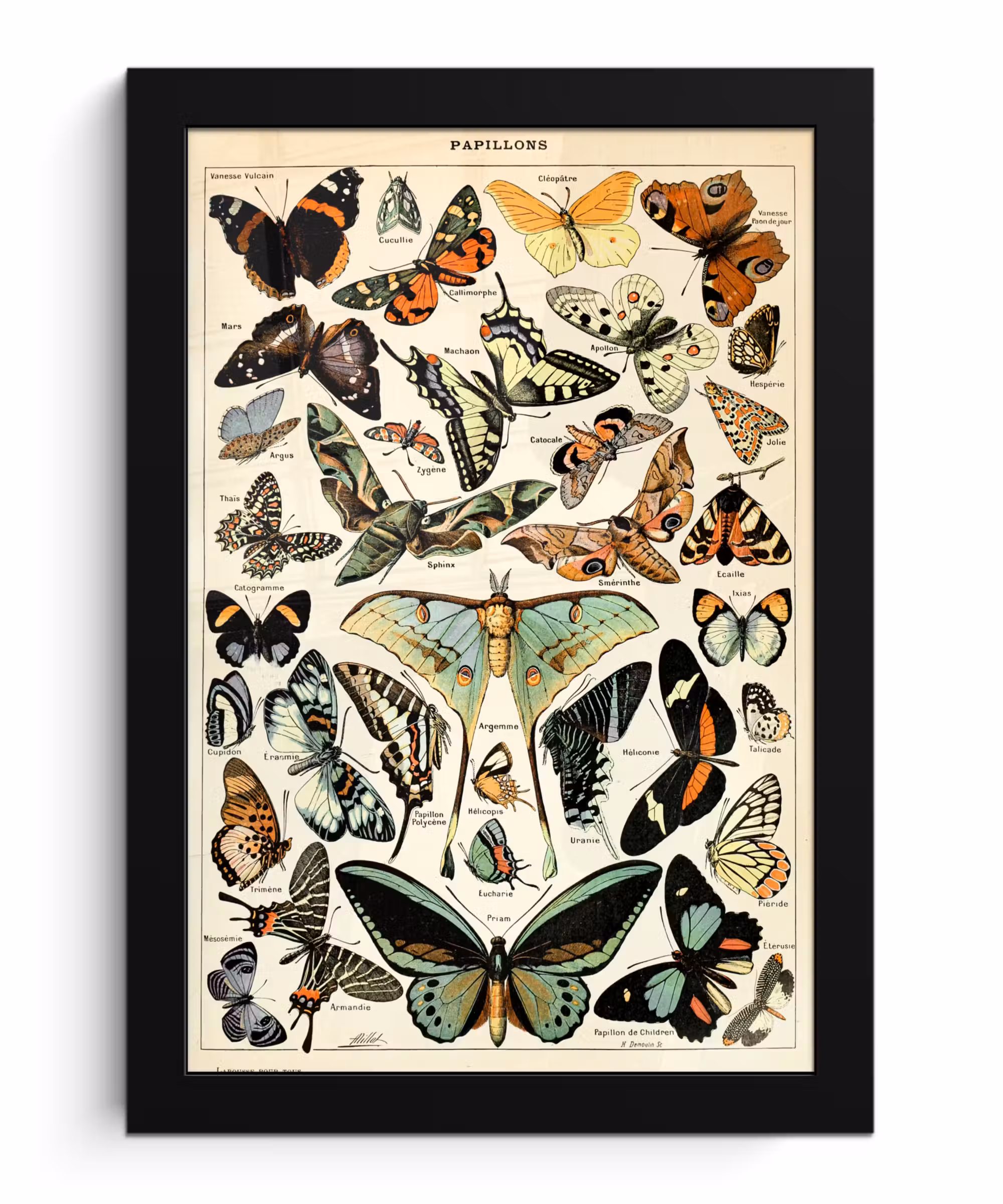 Poster met lijst - Adolphe Millot - Vlinder - Dieren - Insecten - Vintage