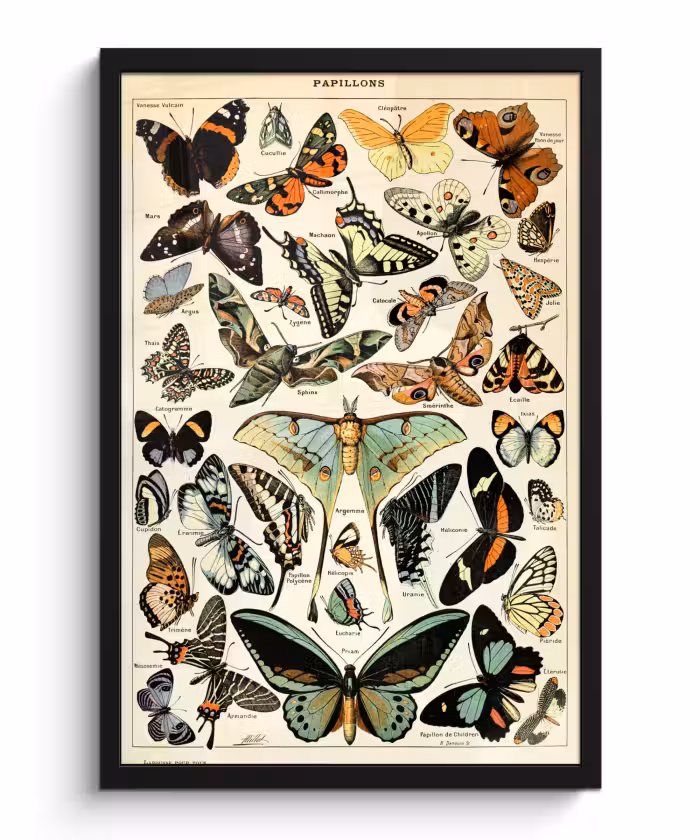 Poster met lijst - Adolphe Millot - Vlinder - Dieren - Insecten - Vintage