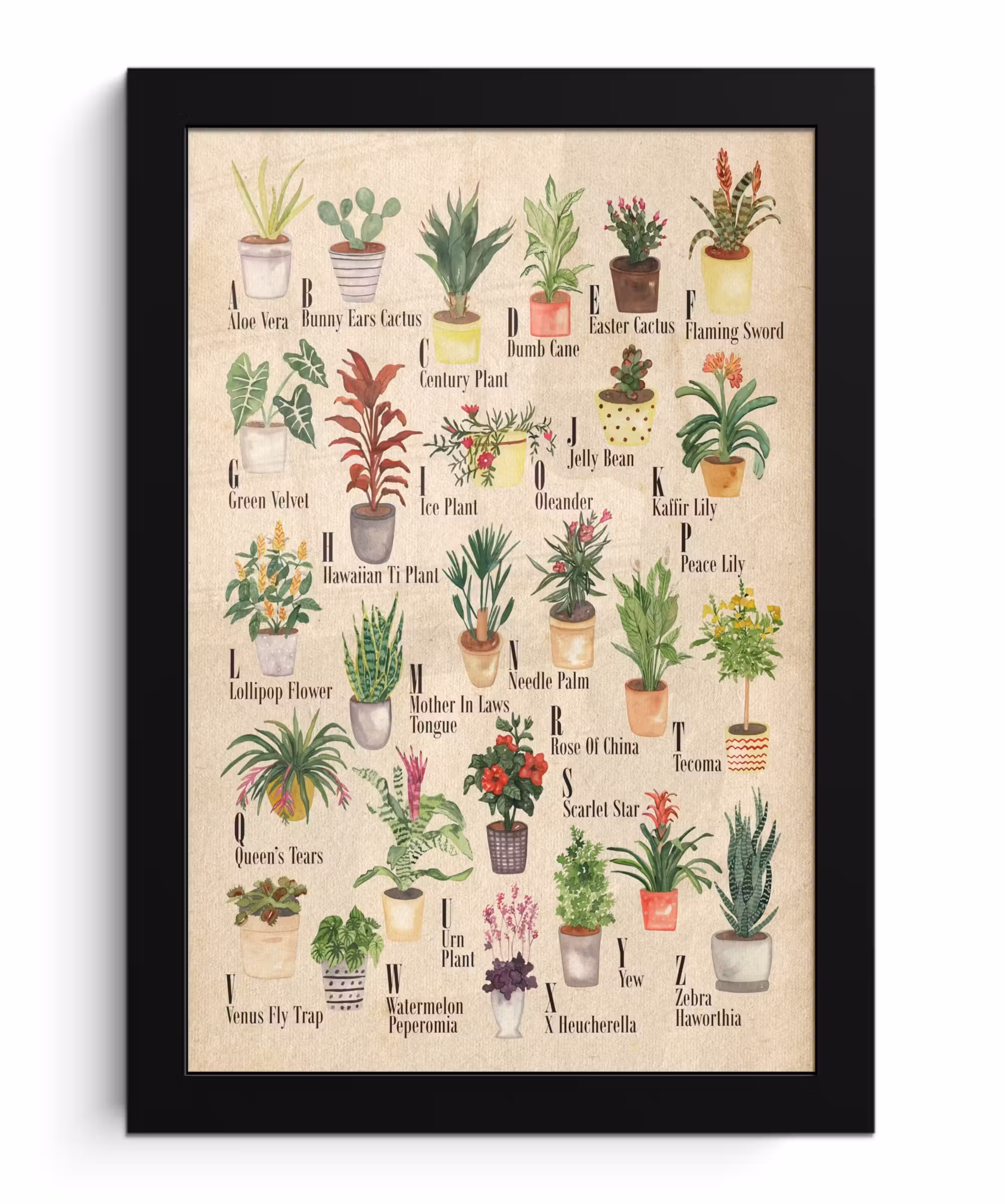 Poster met lijst - Alfabet - Planten - Cactus - Educatief - Bruin - Kinderen - Kids