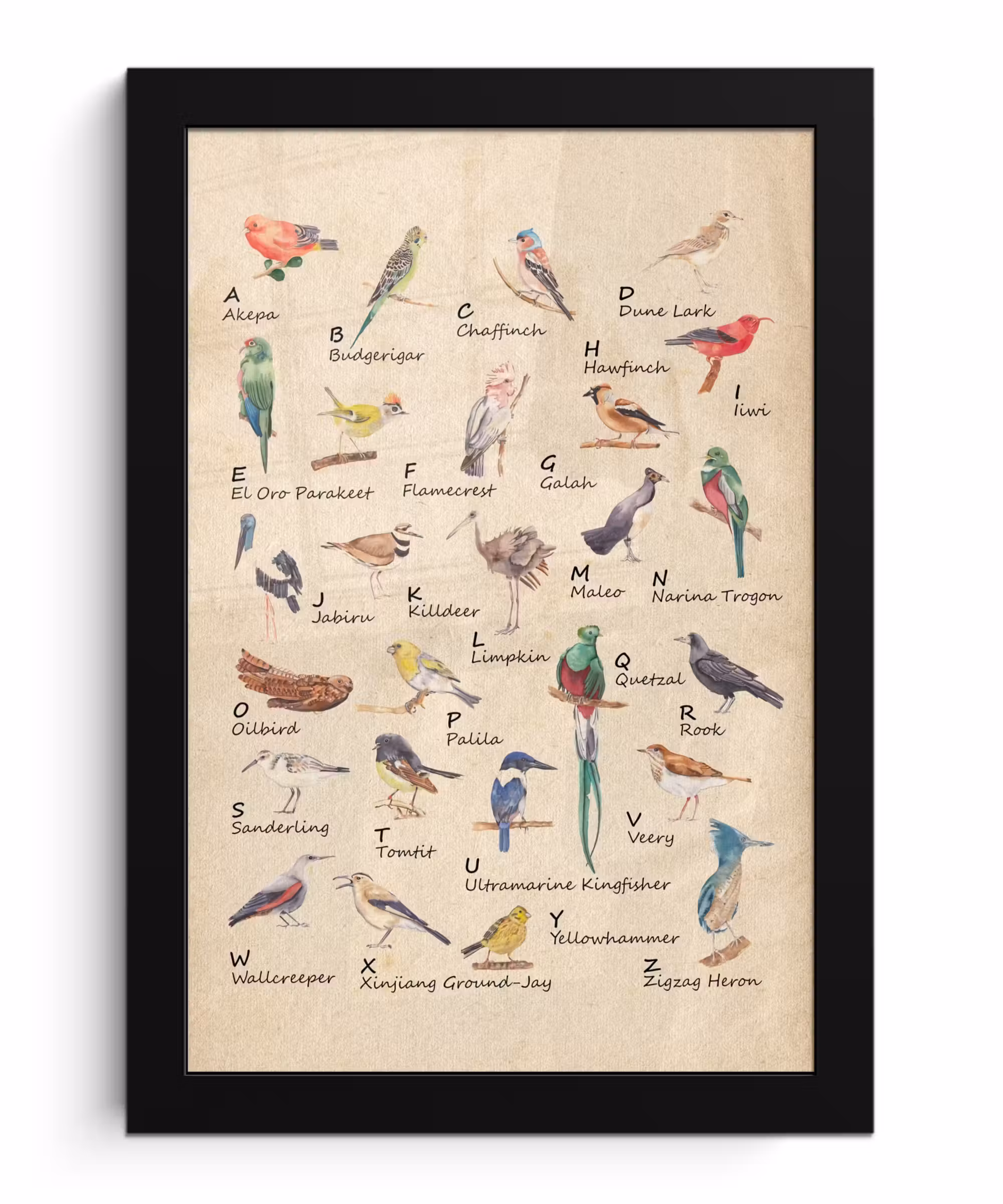 Poster met lijst - Alfabet - Vogel - Educatief - Retro - Letters - Kind - Kinderen