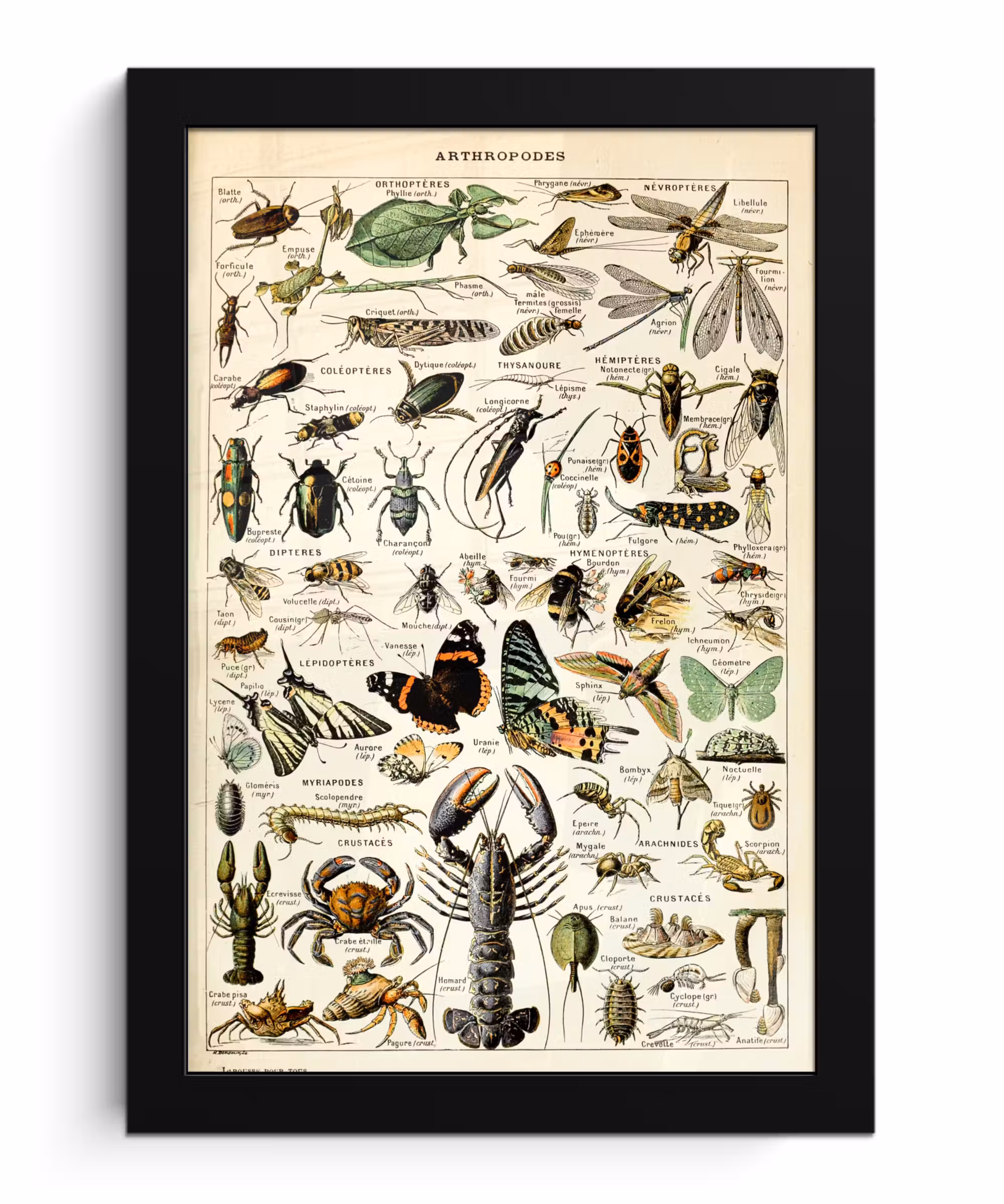 Poster met lijst - Dieren - Adolphe Millot - Vintage - Insecten - Kunst