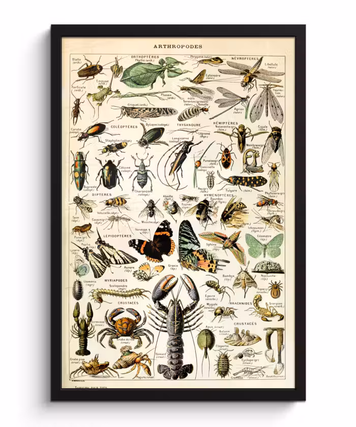 Poster met lijst - Dieren - Adolphe Millot - Vintage - Insecten - Kunst