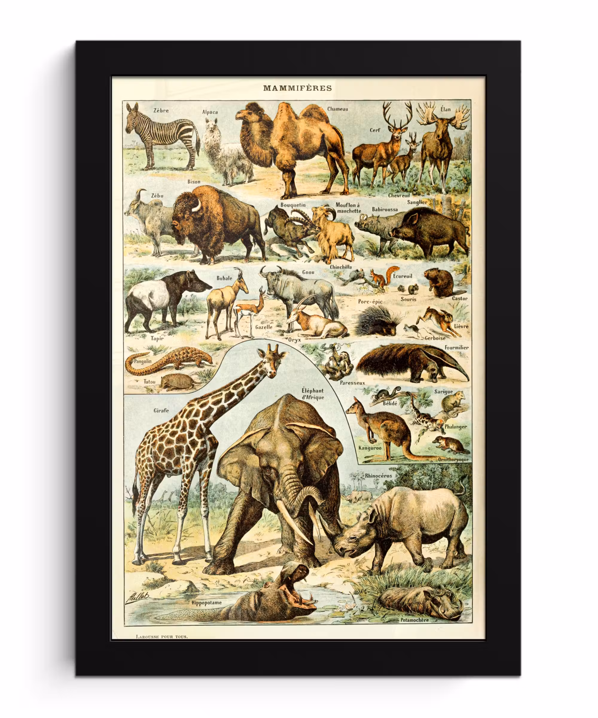 Poster met lijst - Dieren - Kameel - Giraffe - Vintage - Adolphe Millot