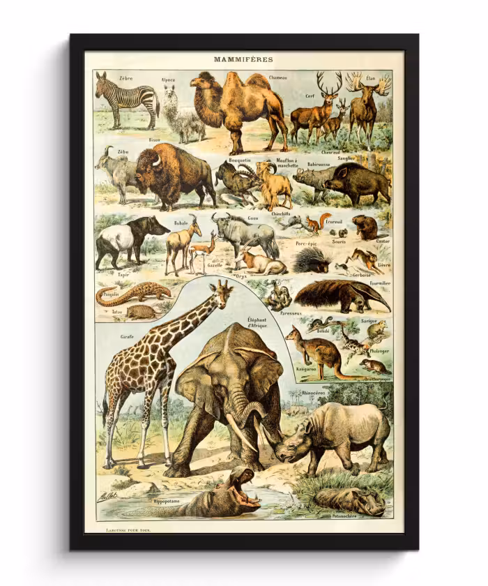 Poster met lijst - Dieren - Kameel - Giraffe - Vintage - Adolphe Millot