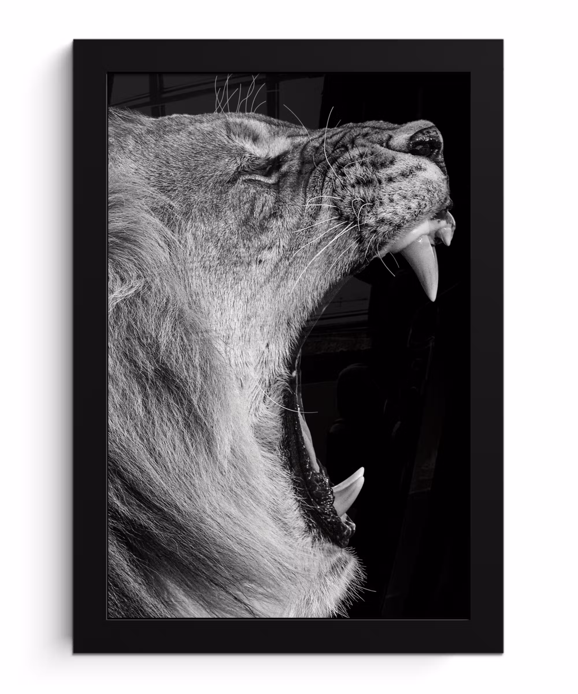 Poster met lijst - Dieren - Leeuw - Zwart - Wit - Portret