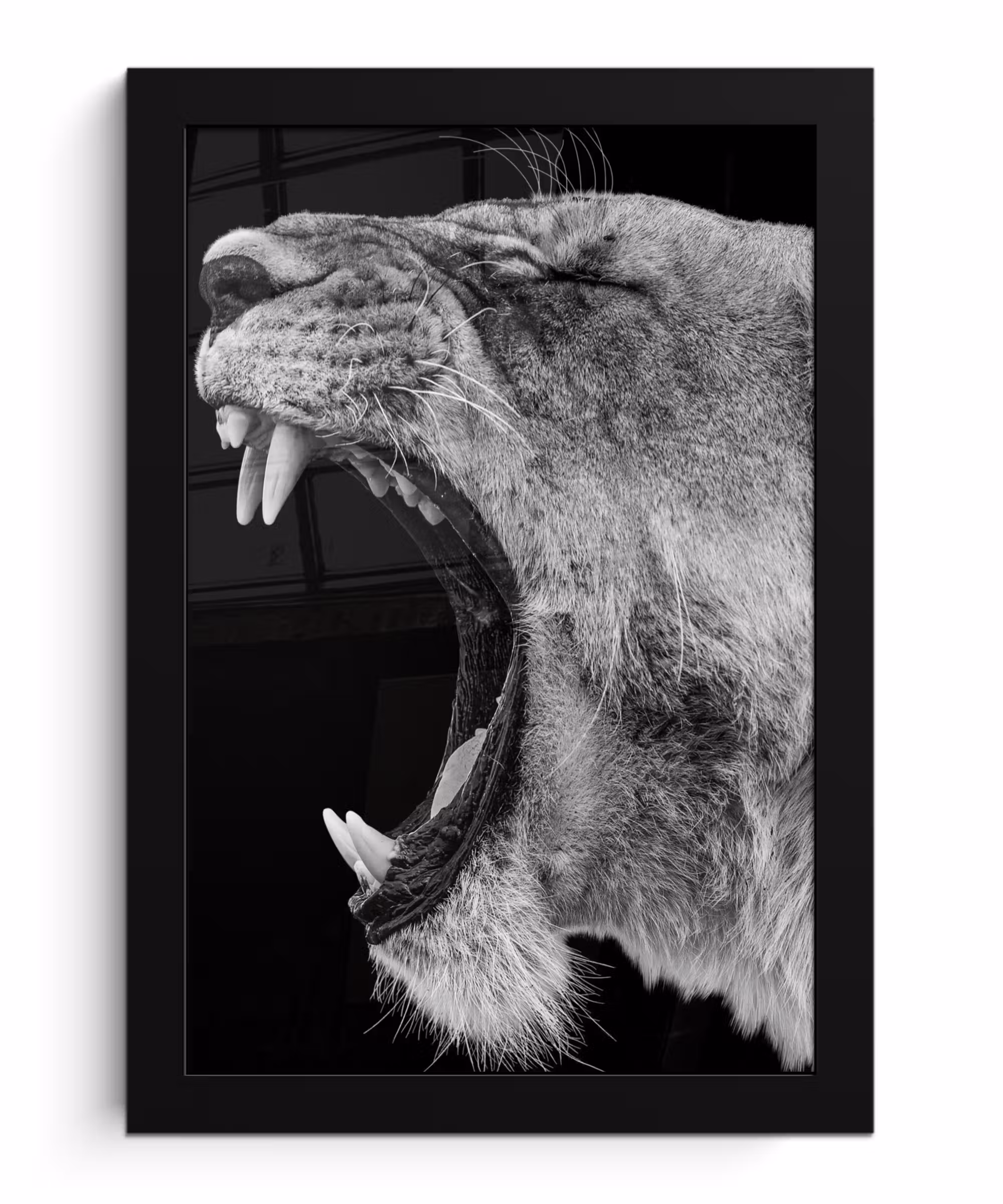Poster met lijst - Dieren - Leeuw - Zwart - Wit - Portret