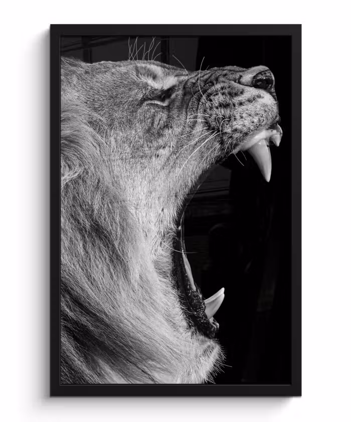 Poster met lijst - Dieren - Leeuw - Zwart - Wit - Portret