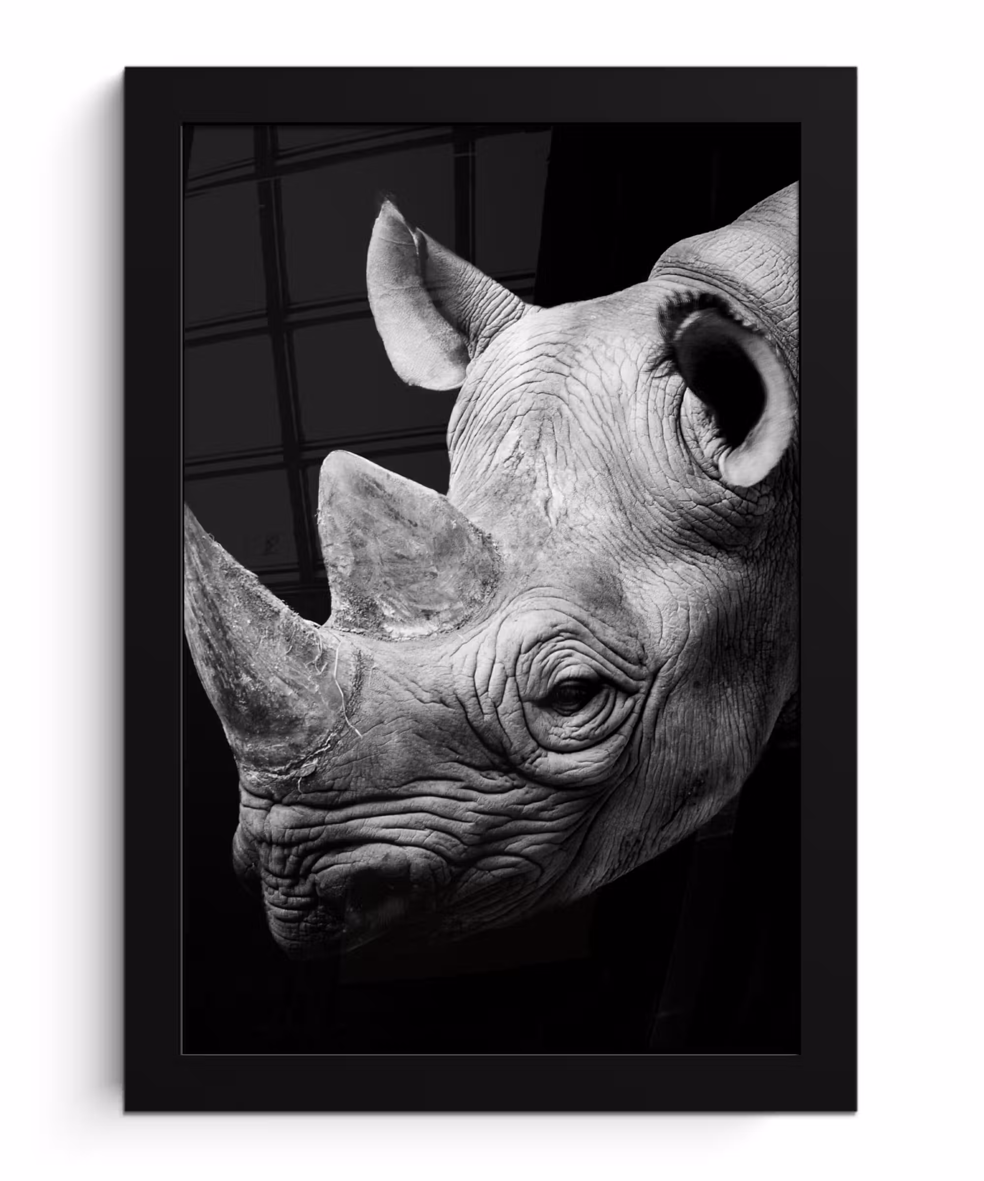 Poster met lijst - Dieren - Neushoorn - Zwart - Wit - Portret