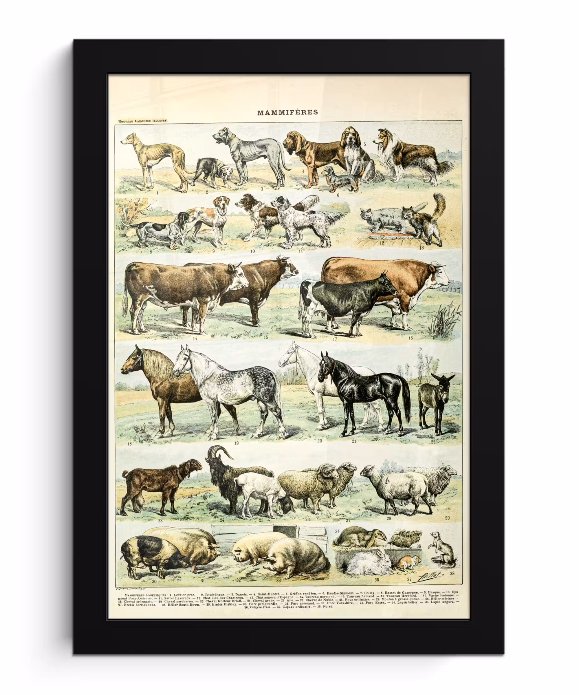 Poster met lijst - Dieren - Paarden - Illustratie - Vintage - Adolphe Millot