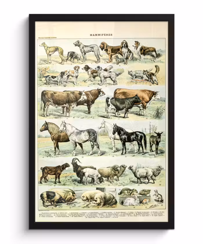 Poster met lijst - Dieren - Paarden - Illustratie - Vintage - Adolphe Millot