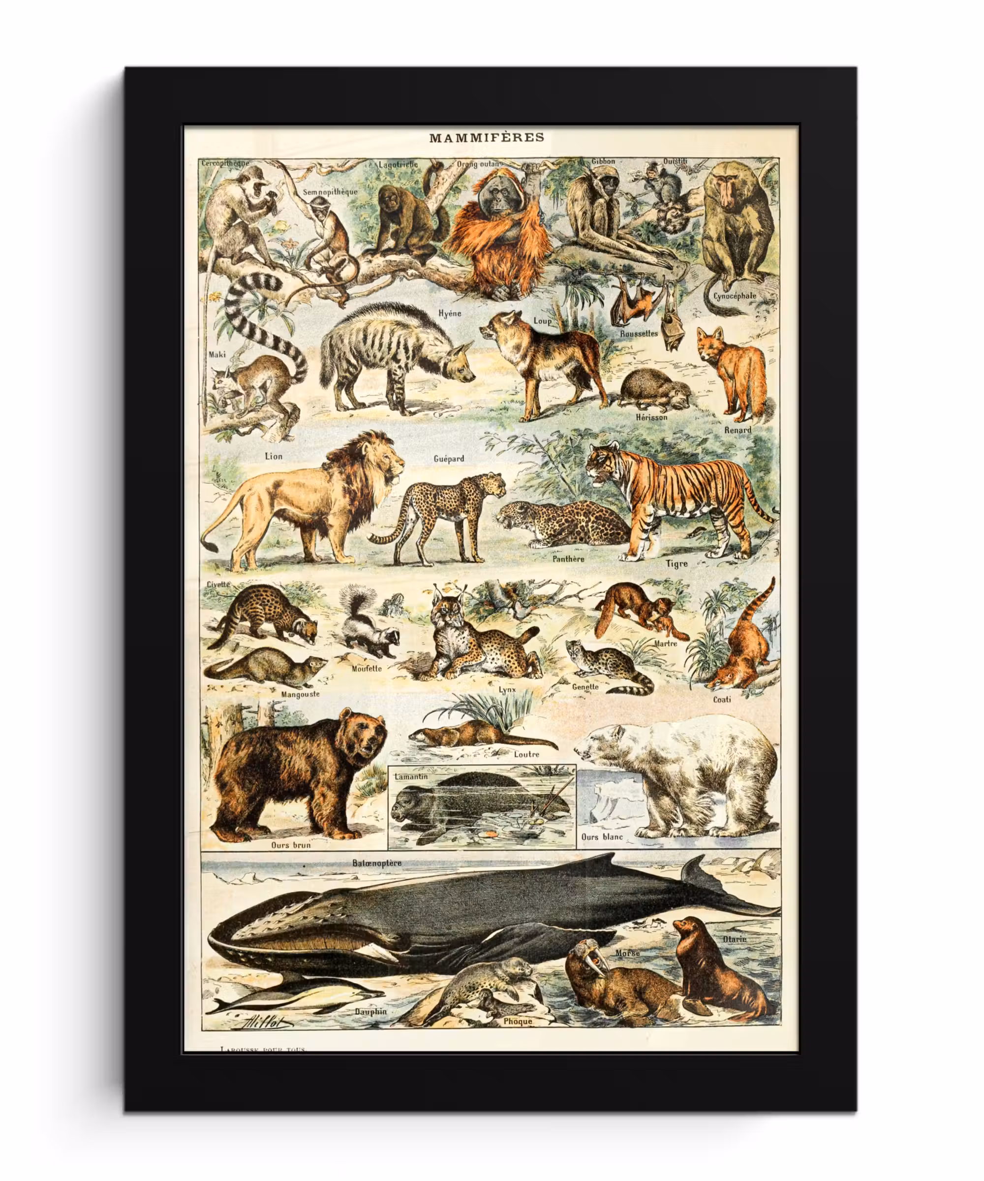 Poster met lijst - Dieren - Vintage - Adolphe Millot - Tijger - Leeuw
