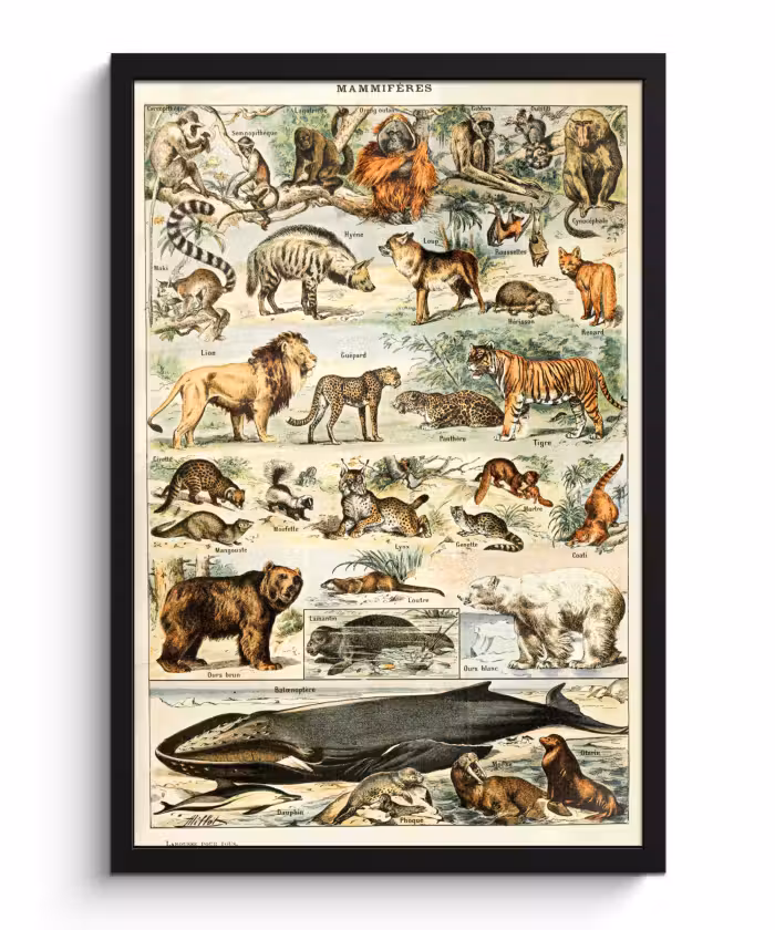 Poster met lijst - Dieren - Vintage - Adolphe Millot - Tijger - Leeuw