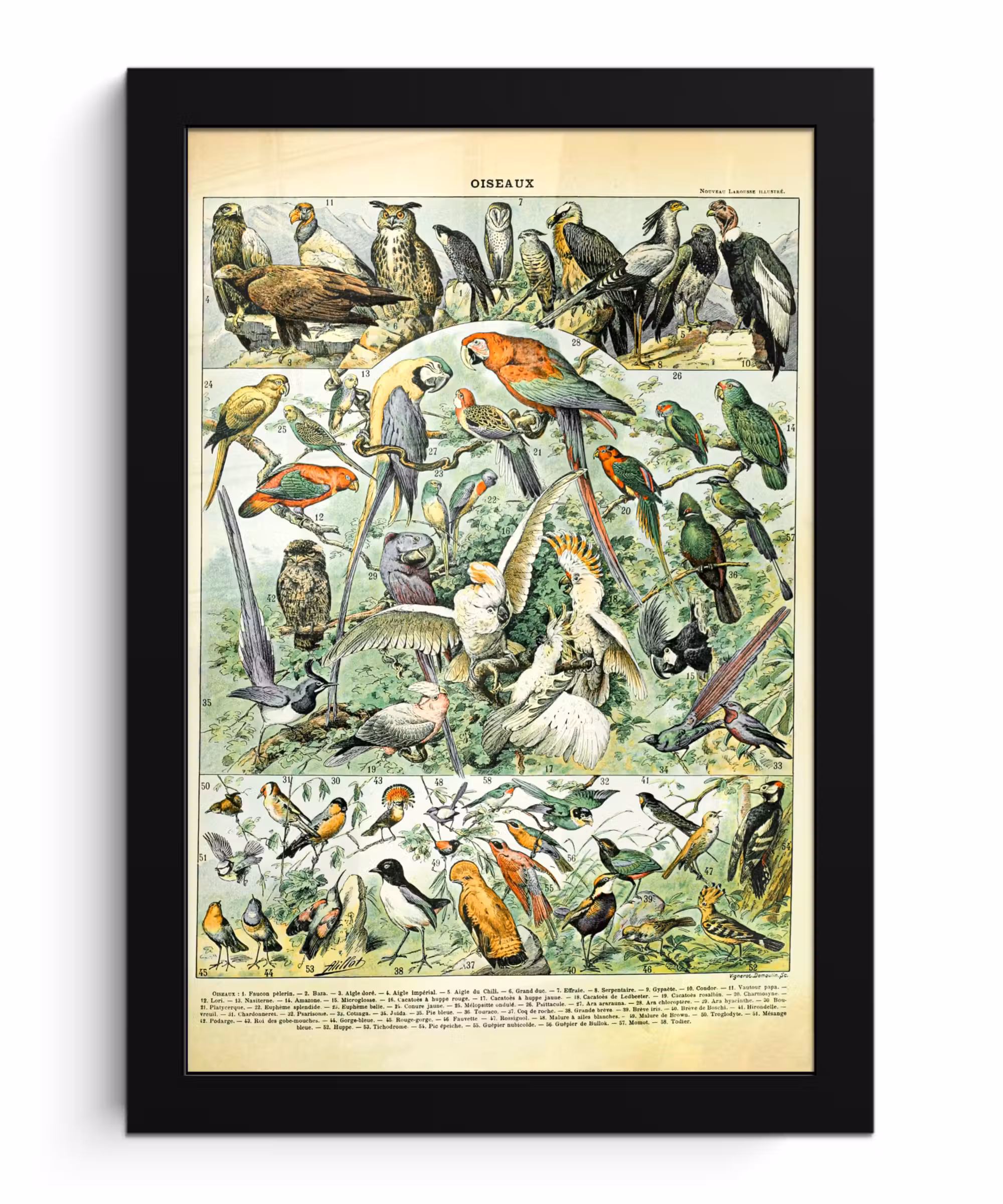 Poster met lijst - Dieren - Vintage - Adolphe Millot - Vogels - Design