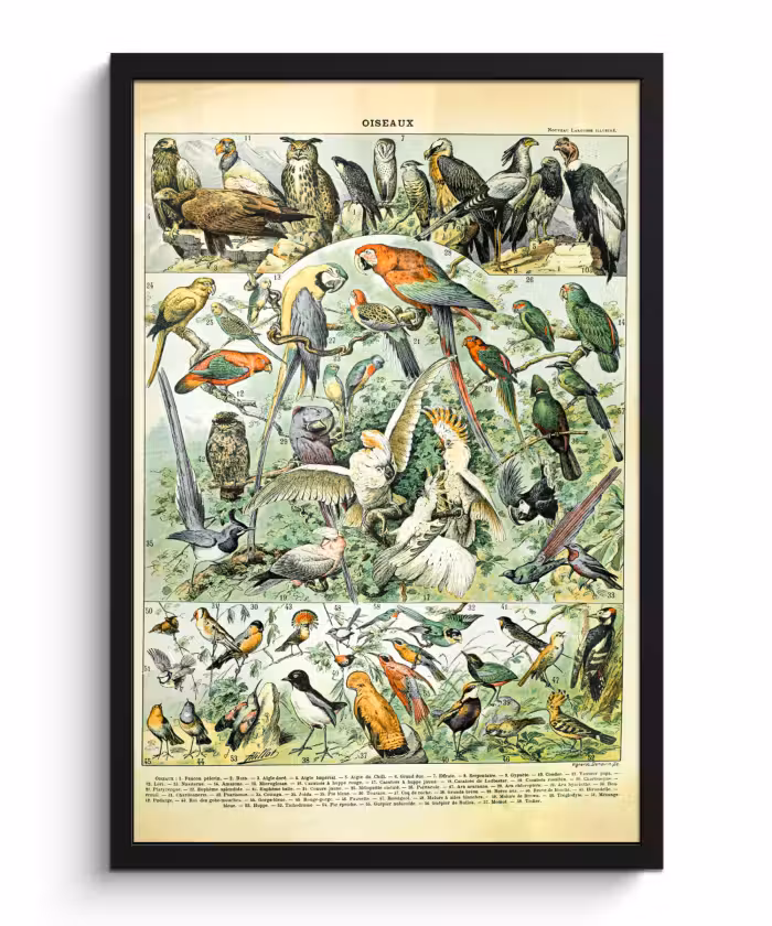 Poster met lijst - Dieren - Vintage - Adolphe Millot - Vogels - Design
