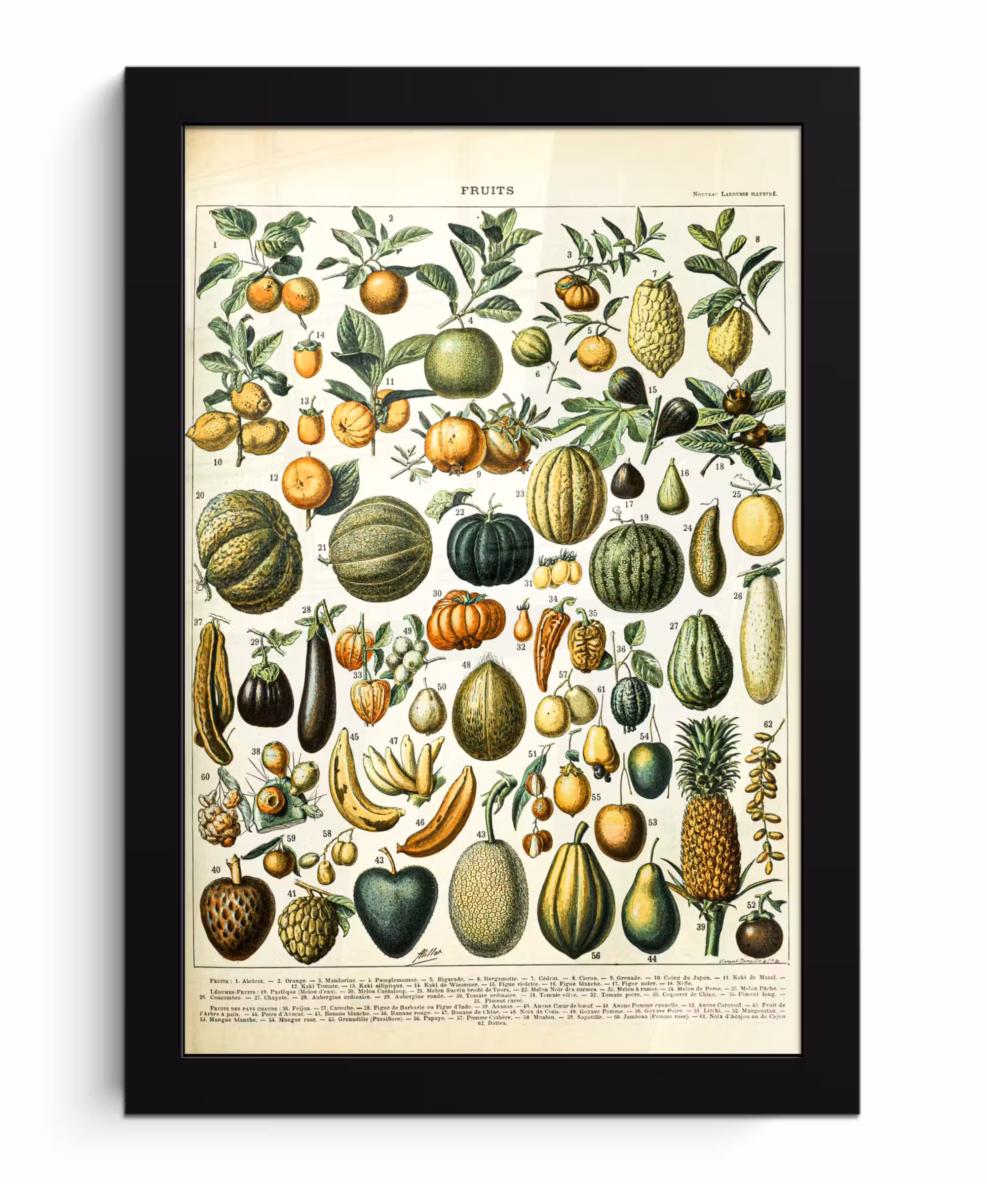 Poster met lijst - Fruit - Eten - Design - Vintage - Adolphe Millot