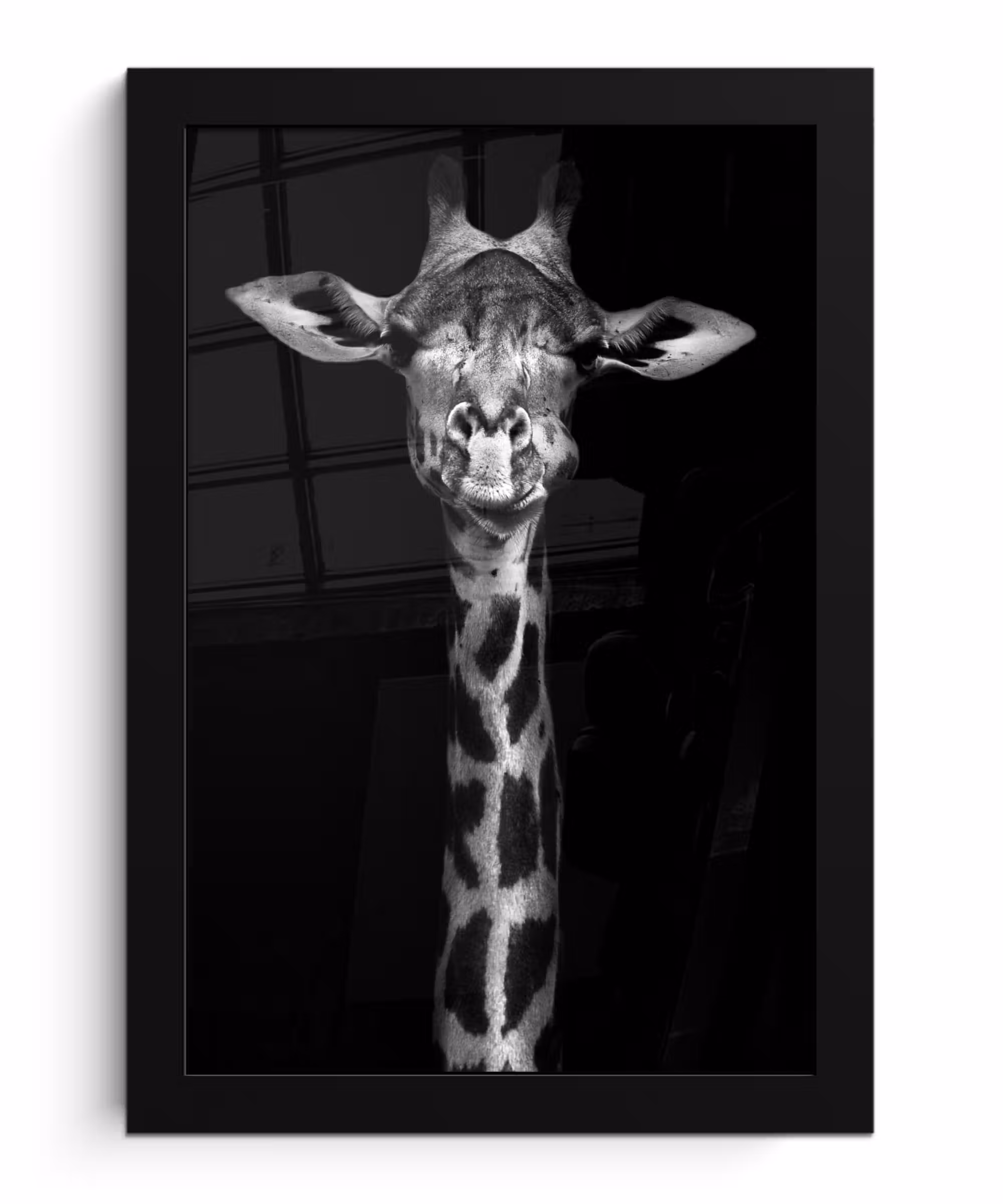 Poster met lijst - Giraffe - Portret - Dieren - Zwart - Wit